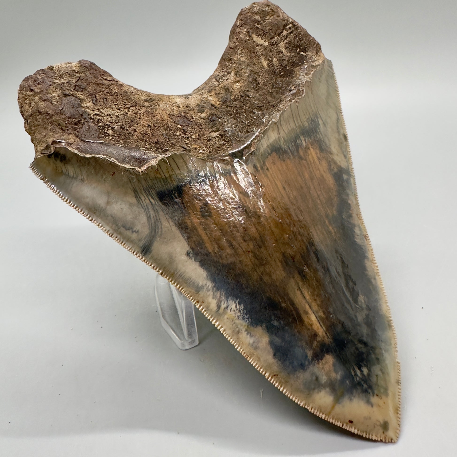Exquisite, Collector Quality 5.25" Colorful Fossil Megalodon Tooth - Indonesia MJ181 - Back Left