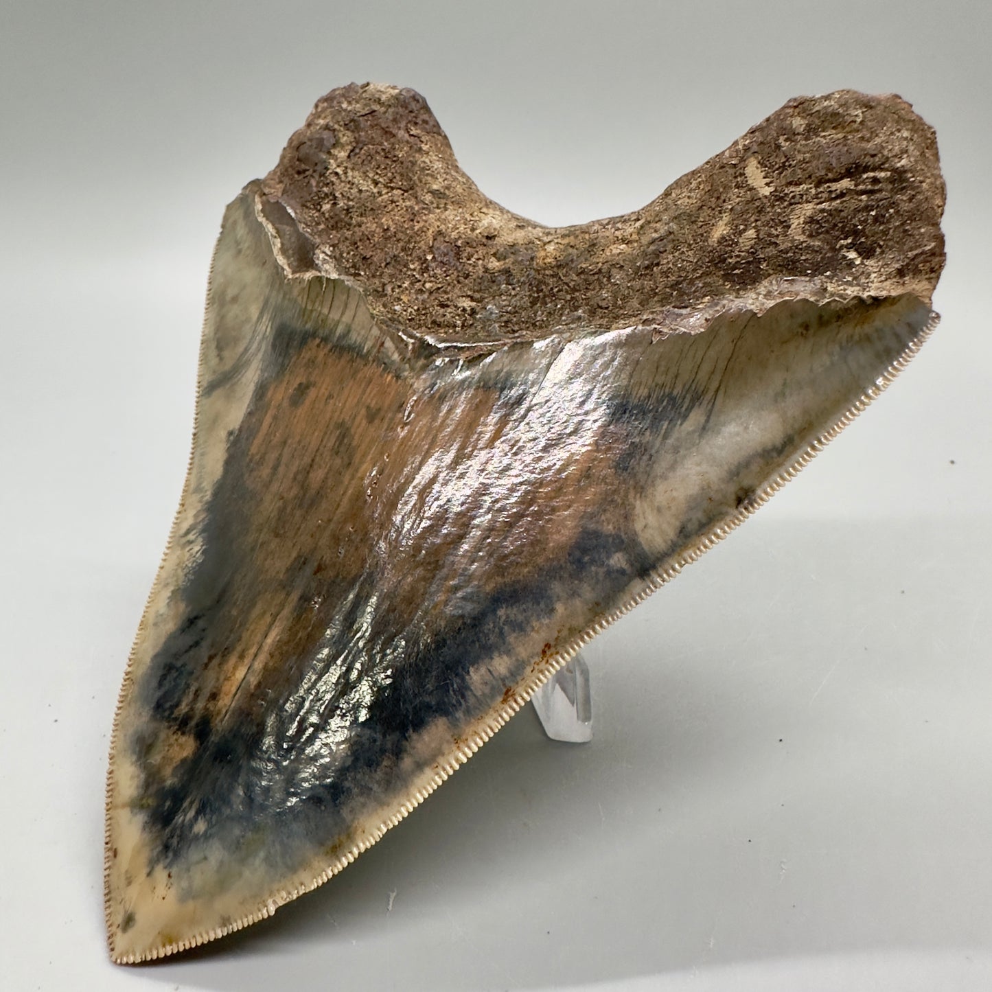 Exquisite, Collector Quality 5.25" Colorful Fossil Megalodon Tooth - Indonesia MJ181 - Back Right