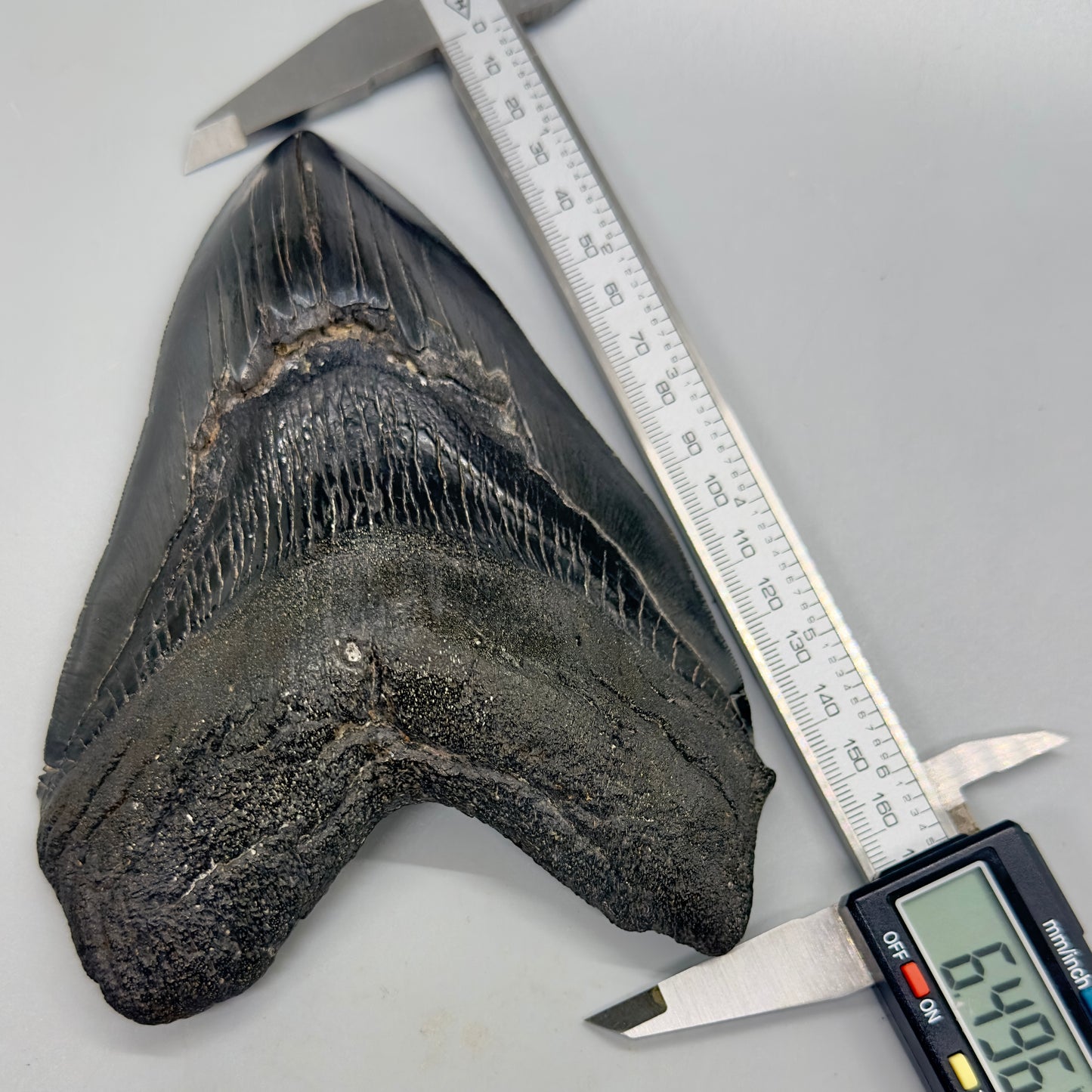 EXTRA LARGE, close to max size 6.49" Fossil Megalodon Tooth - South Carolina MJ187 megalodonjaws.com - Front with calipers
