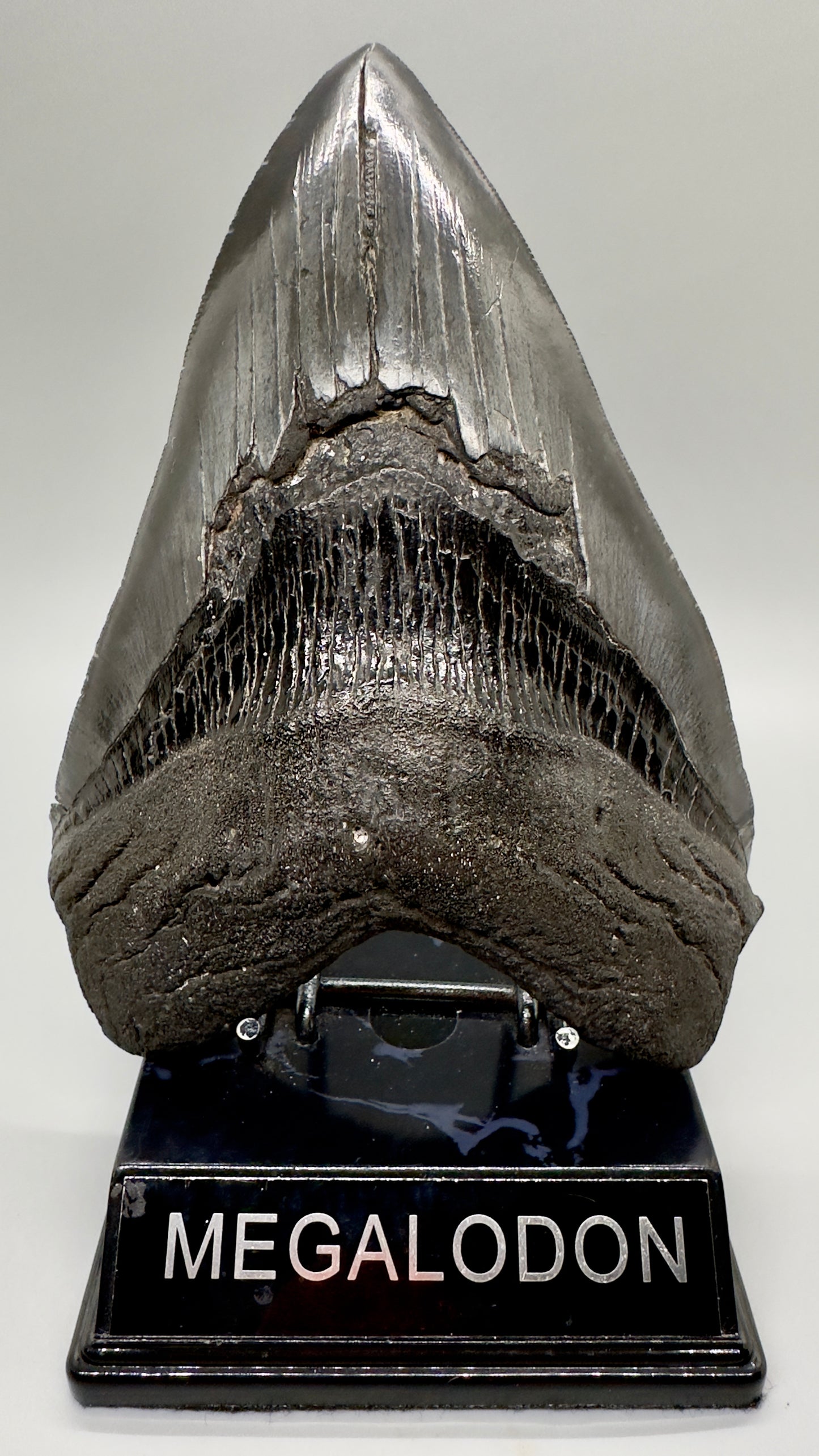 EXTRA LARGE, close to max size 6.49" Fossil Megalodon Tooth - South Carolina MJ187 megalodonjaws.com - Front on stand