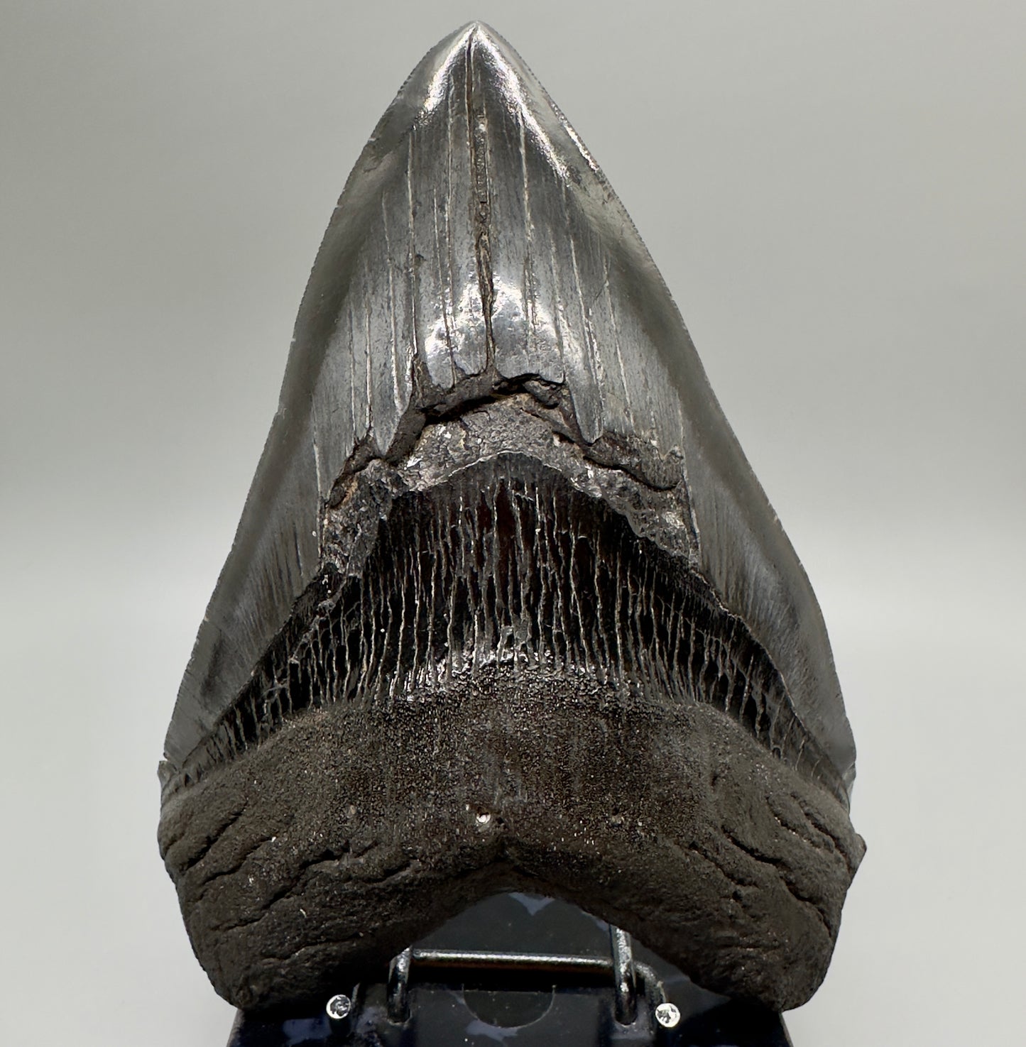 EXTRA LARGE, close to max size 6.49" Fossil Megalodon Tooth - South Carolina MJ187 megalodonjaws.com - Front1