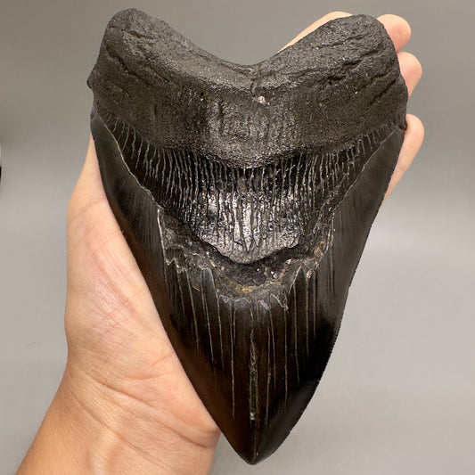 EXTRA LARGE, close to max size 6.49" Fossil Megalodon Tooth - South Carolina MJ187 megalodonjaws.com - Front on hand