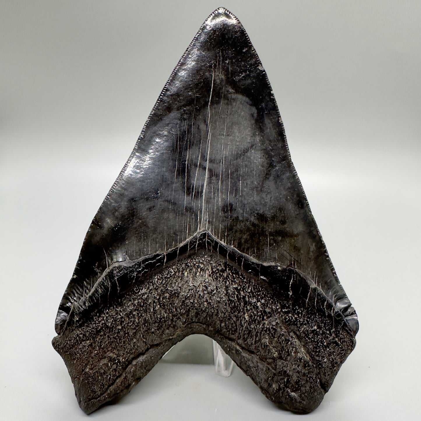 EXTRA LARGE, close to max size 6.49" Fossil Megalodon Tooth - South Carolina MJ187 megalodonjaws.com - Back