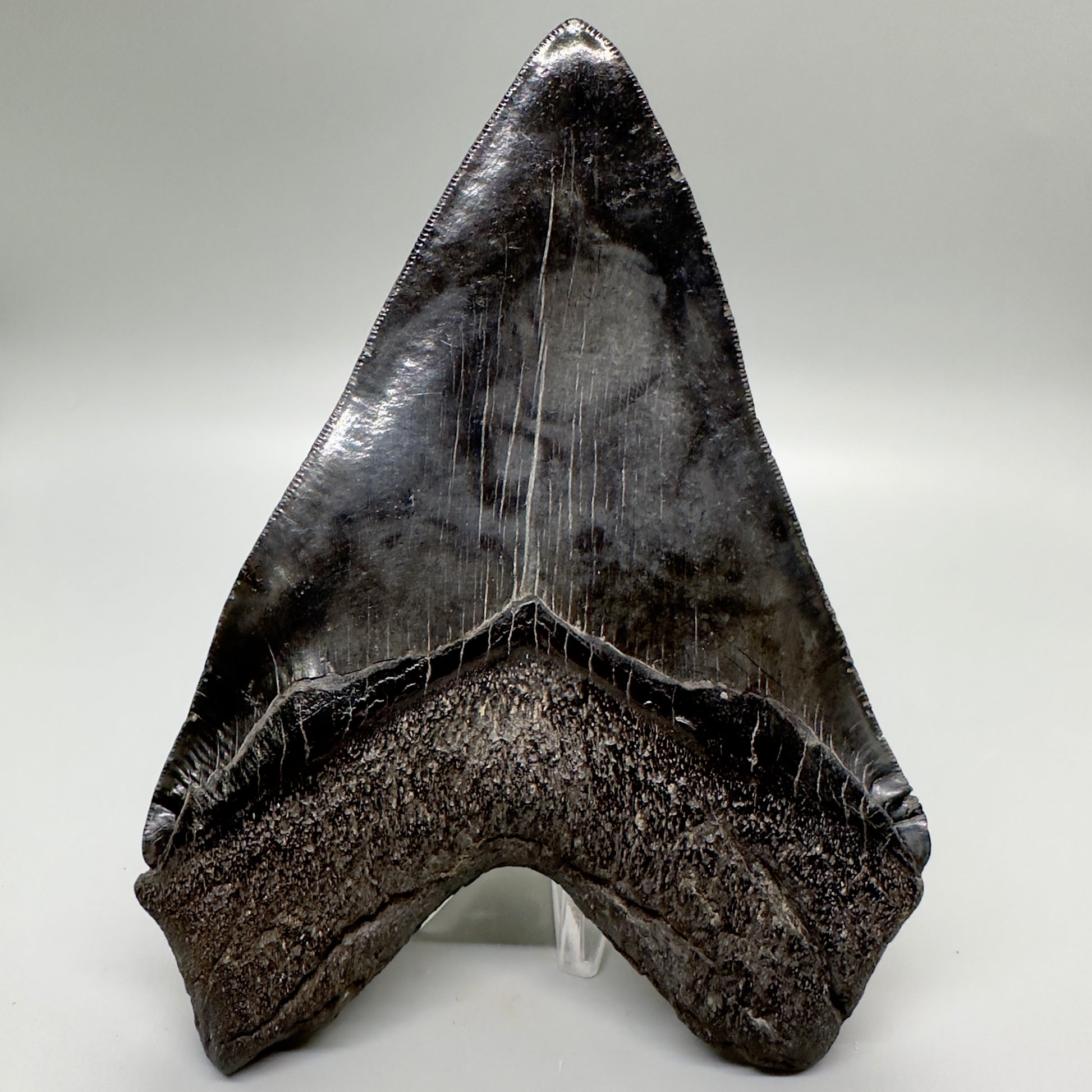 EXTRA LARGE, close to max size 6.49" Fossil Megalodon Tooth - South Carolina MJ187 megalodonjaws.com - Back