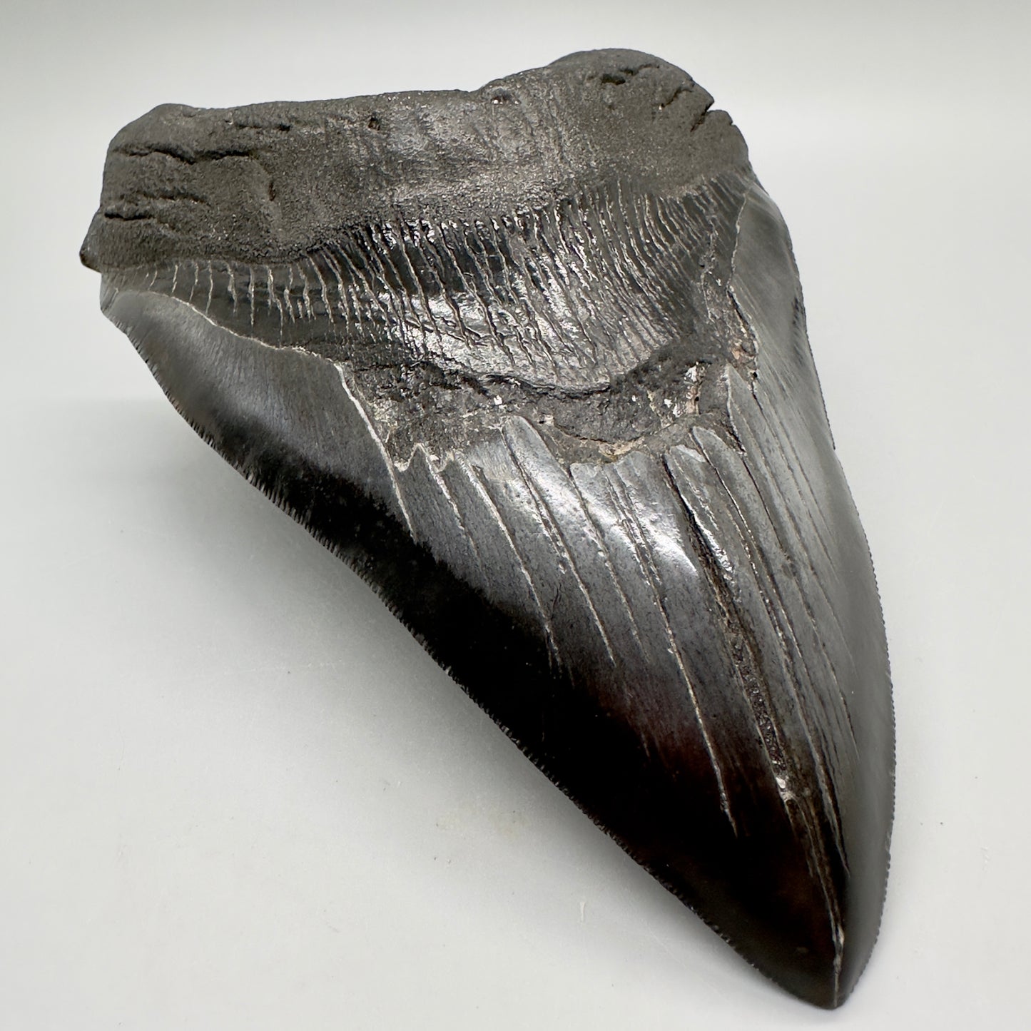 EXTRA LARGE, close to max size 6.49" Fossil Megalodon Tooth - South Carolina MJ187 megalodonjaws.com - Front Left
