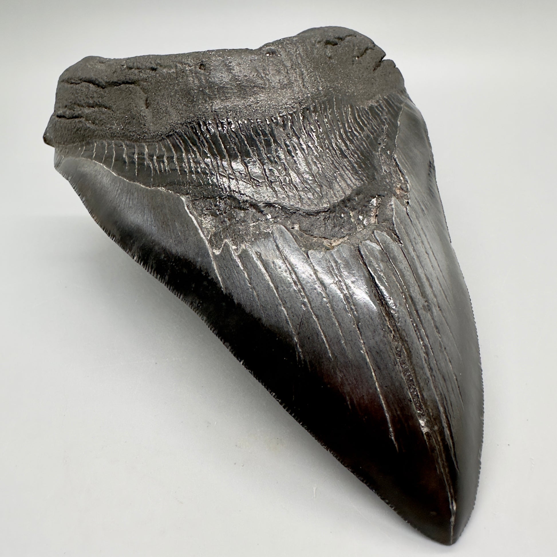 EXTRA LARGE, close to max size 6.49" Fossil Megalodon Tooth - South Carolina MJ187 megalodonjaws.com - Front Left