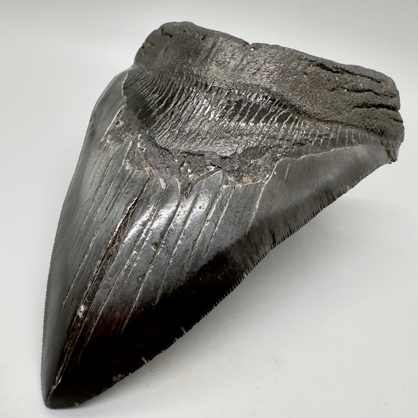 EXTRA LARGE, close to max size 6.49" Fossil Megalodon Tooth - South Carolina MJ187 megalodonjaws.com - Front Right