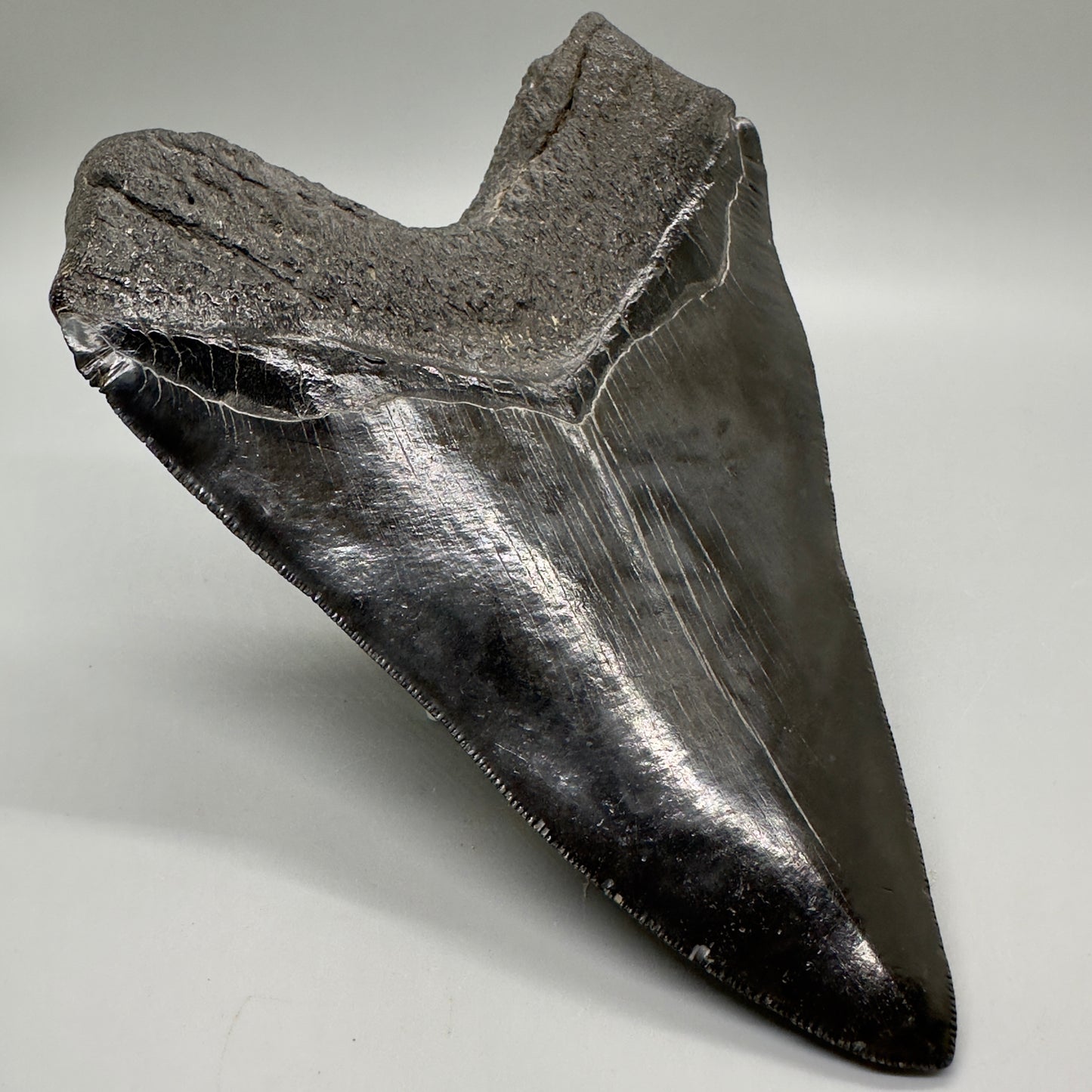 EXTRA LARGE, close to max size 6.49" Fossil Megalodon Tooth - South Carolina MJ187 megalodonjaws.com - Back Left