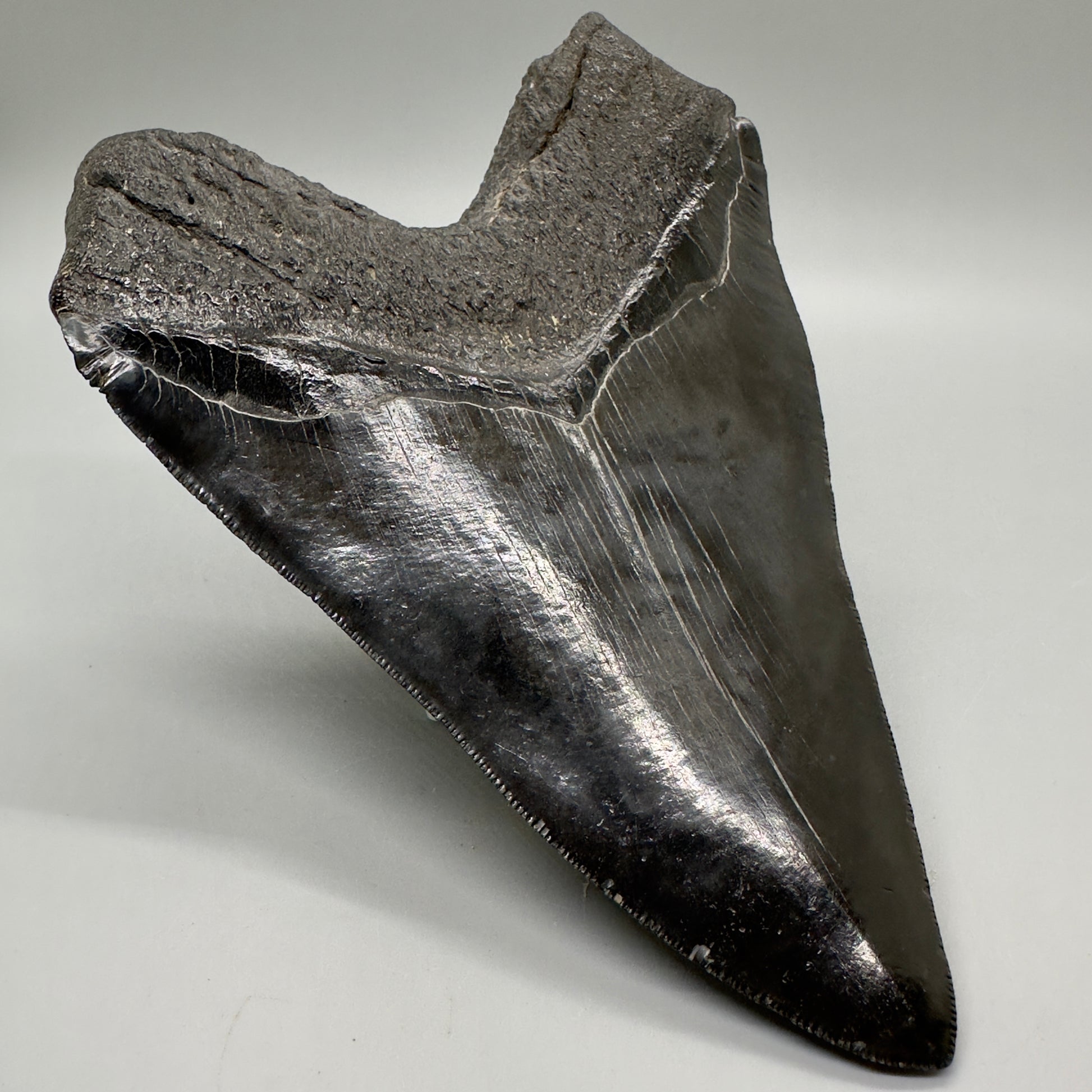 EXTRA LARGE, close to max size 6.49" Fossil Megalodon Tooth - South Carolina MJ187 megalodonjaws.com - Back Left