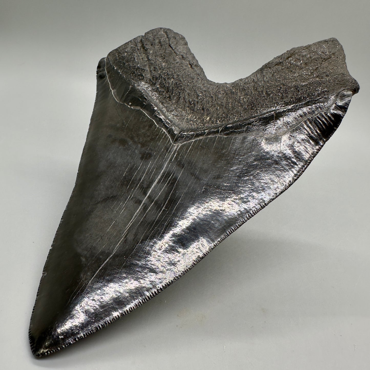 EXTRA LARGE, close to max size 6.49" Fossil Megalodon Tooth - South Carolina MJ187 megalodonjaws.com - Back Right
