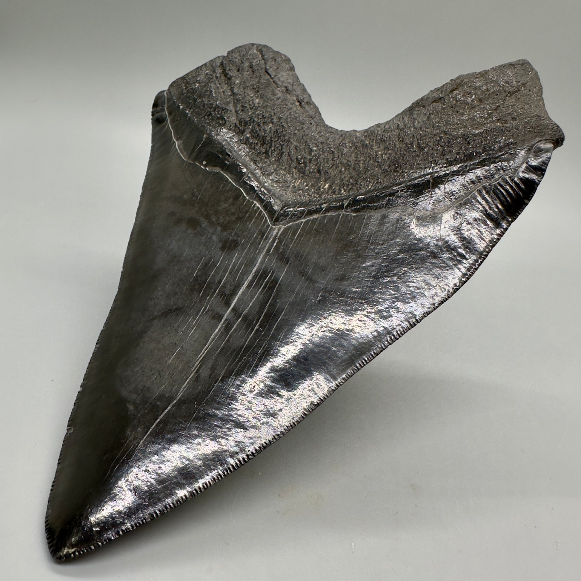 EXTRA LARGE, close to max size 6.49" Fossil Megalodon Tooth - South Carolina MJ187 megalodonjaws.com - Back Right