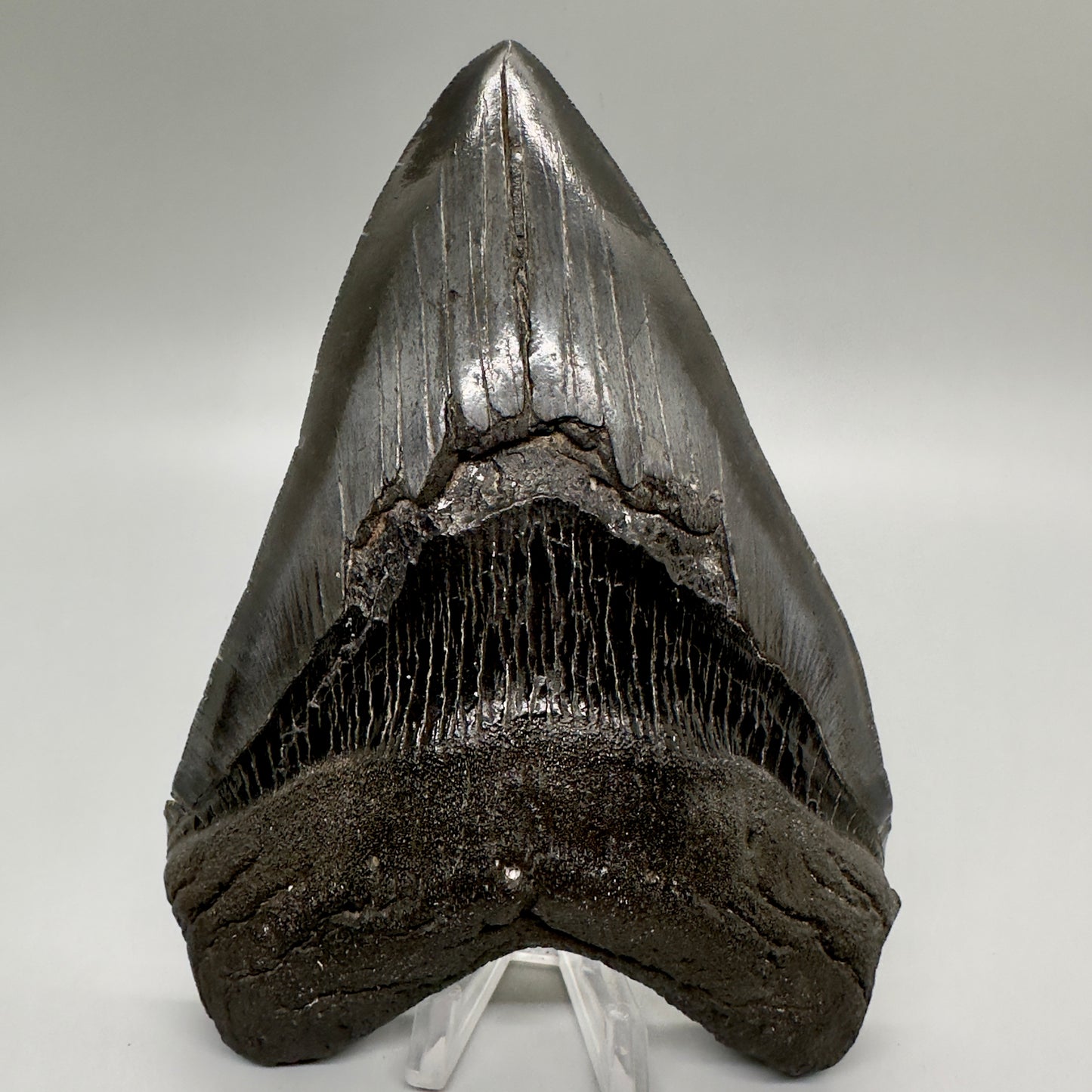 EXTRA LARGE, close to max size 6.49" Fossil Megalodon Tooth - South Carolina MJ187 megalodonjaws.com - Front 