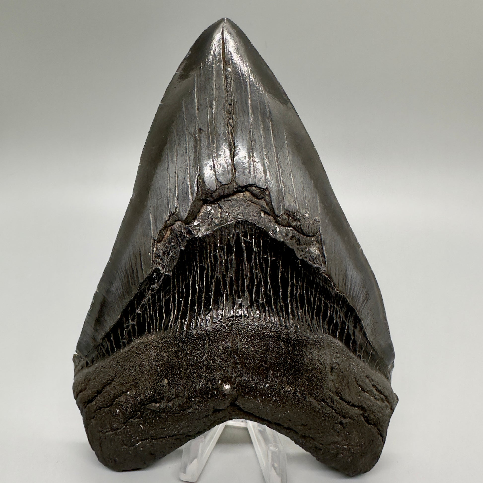 EXTRA LARGE, close to max size 6.49" Fossil Megalodon Tooth - South Carolina MJ187 megalodonjaws.com - Front 