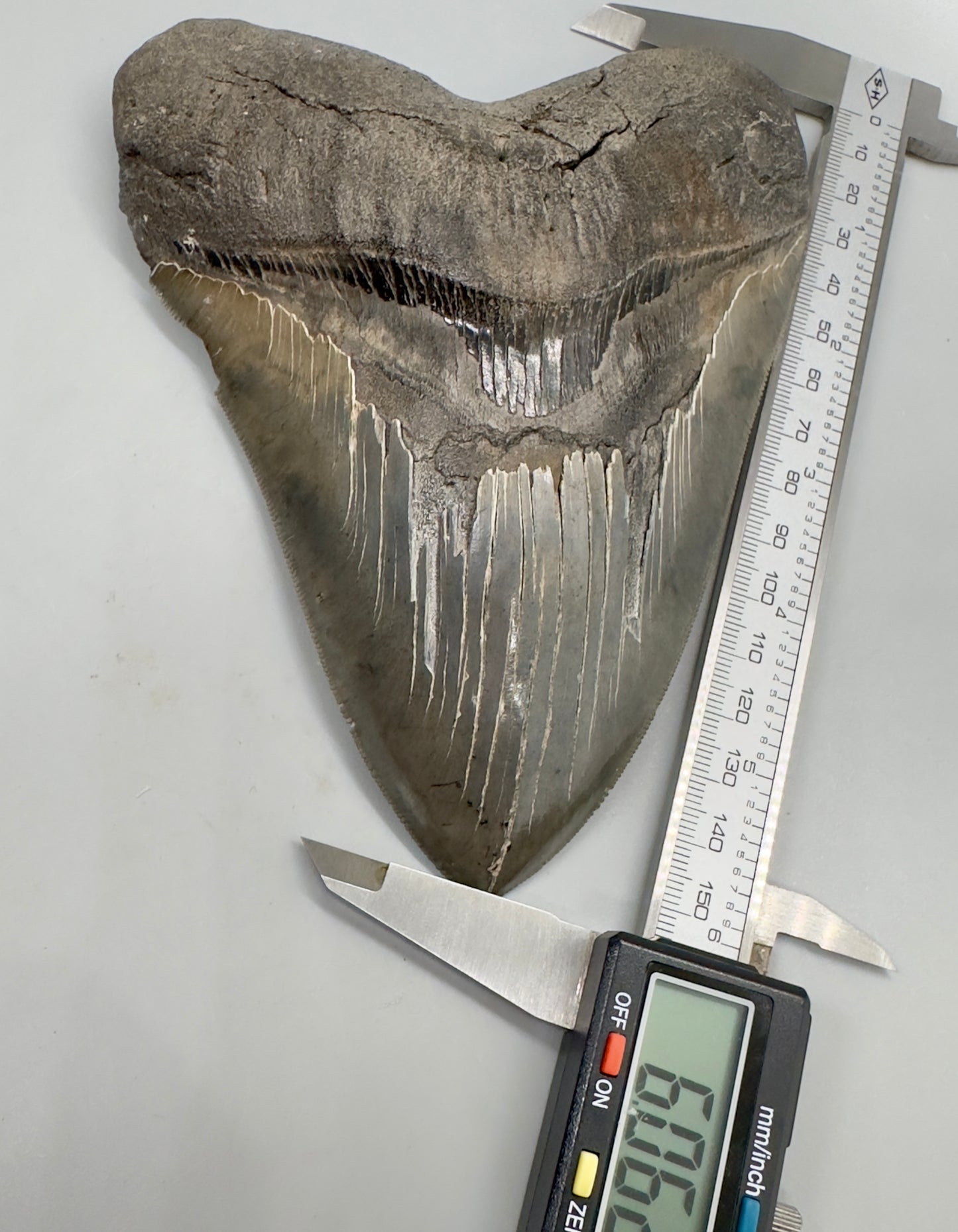 EXTRA LARGE, close to max size, sharply serrated 6.06" Fossil Megalodon Tooth - South Carolina MJ186 megalodojaws.com - Front with calipers