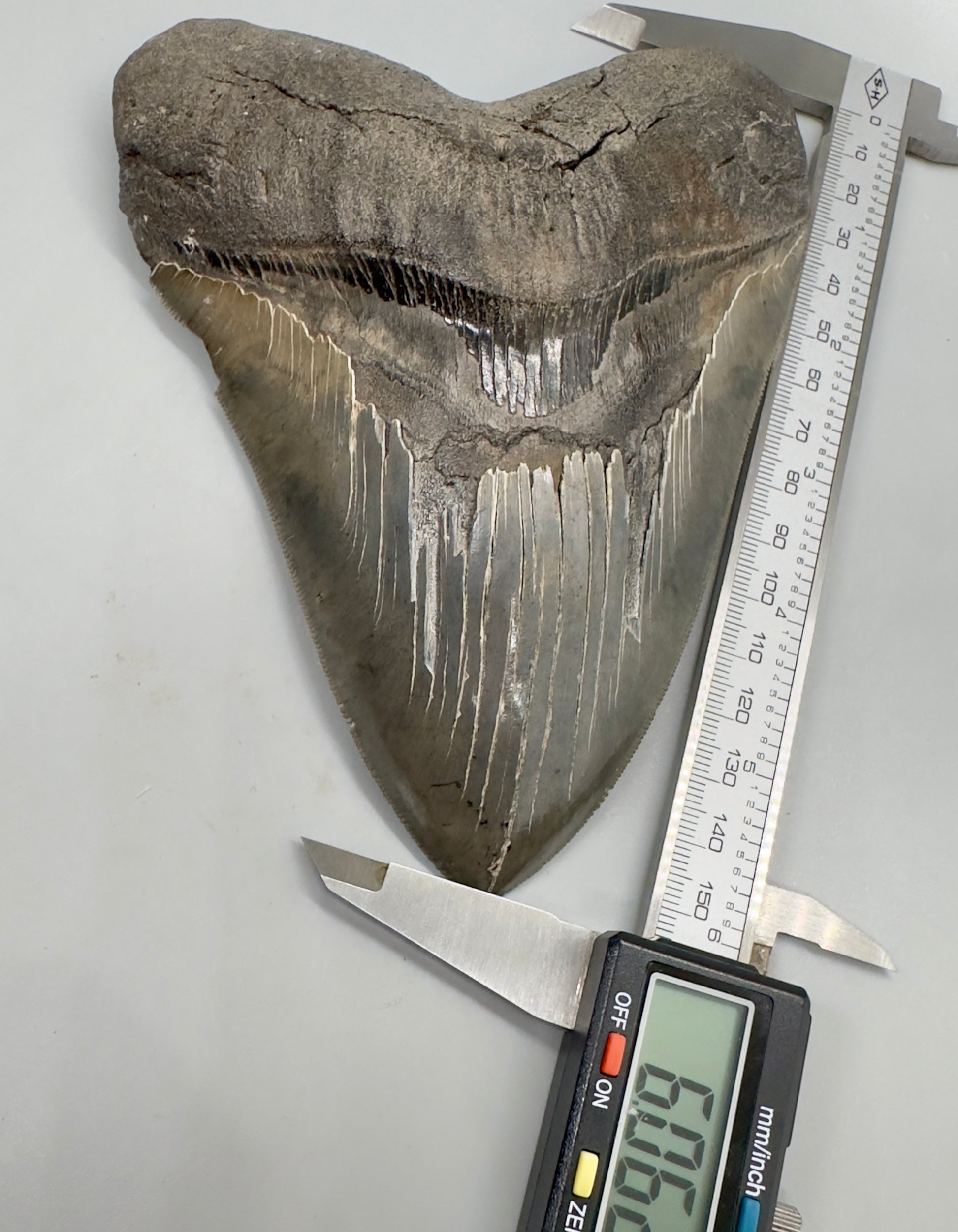 EXTRA LARGE, close to max size, sharply serrated 6.06" Fossil Megalodon Tooth - South Carolina MJ186 megalodojaws.com - Front with calipers