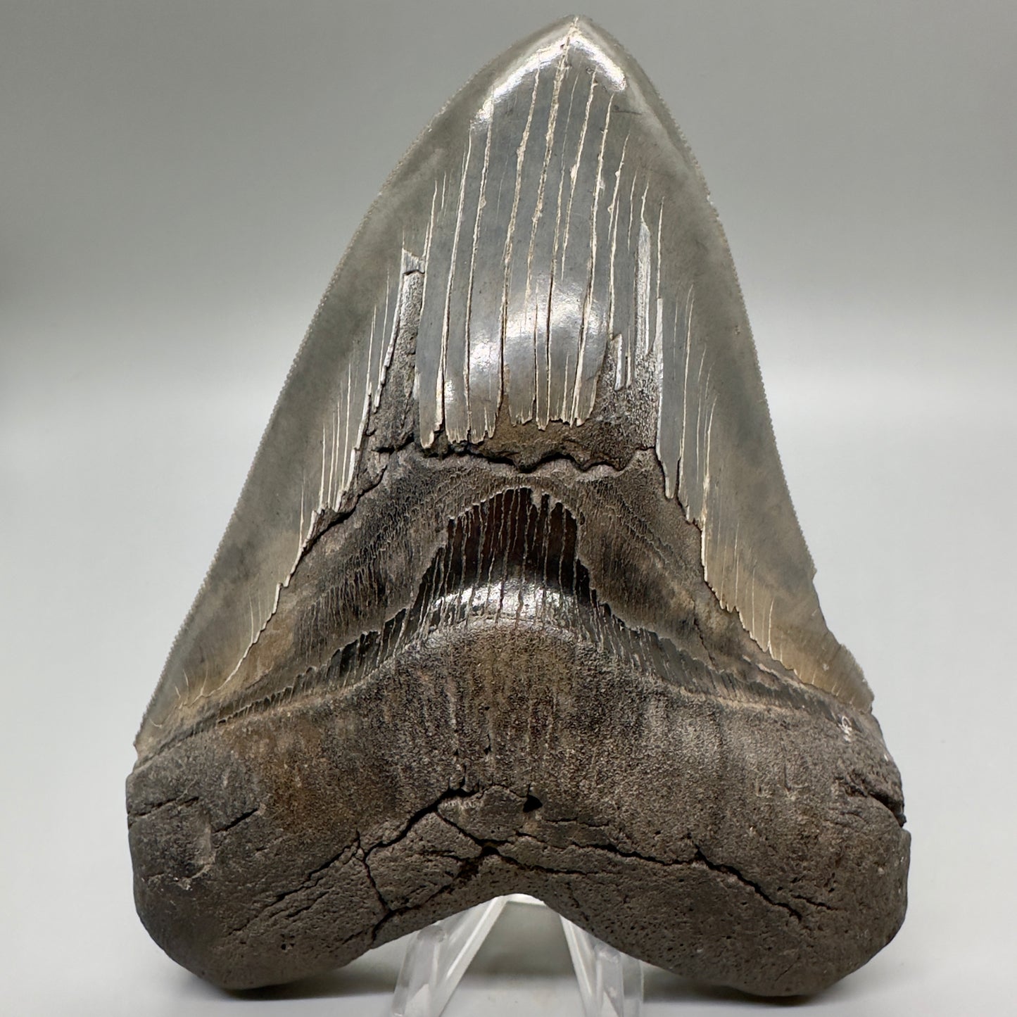 EXTRA LARGE, close to max size, sharply serrated 6.06" Fossil Megalodon Tooth - South Carolina MJ186 megalodojaws.com - Front 
