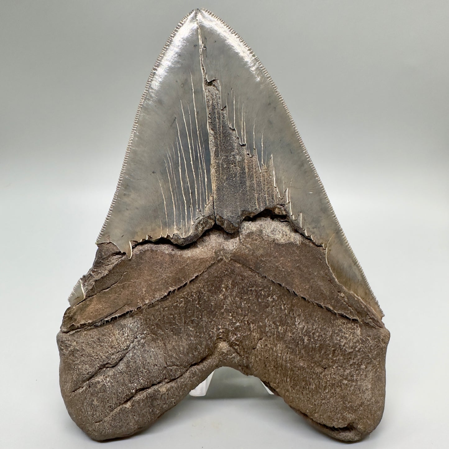 EXTRA LARGE, close to max size, sharply serrated 6.06" Fossil Megalodon Tooth - South Carolina MJ186 megalodojaws.com - Back 
