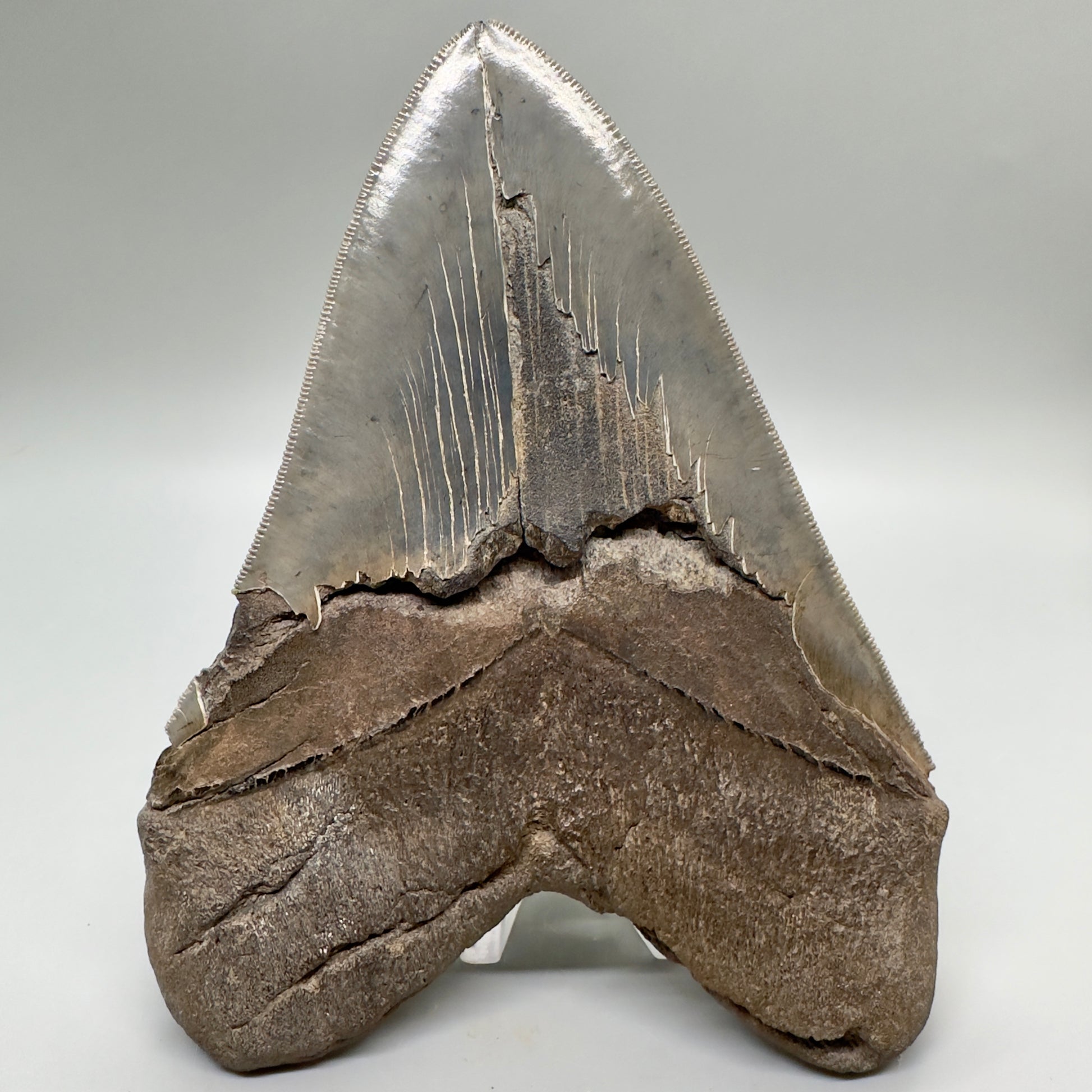 EXTRA LARGE, close to max size, sharply serrated 6.06" Fossil Megalodon Tooth - South Carolina MJ186 megalodojaws.com - Back 