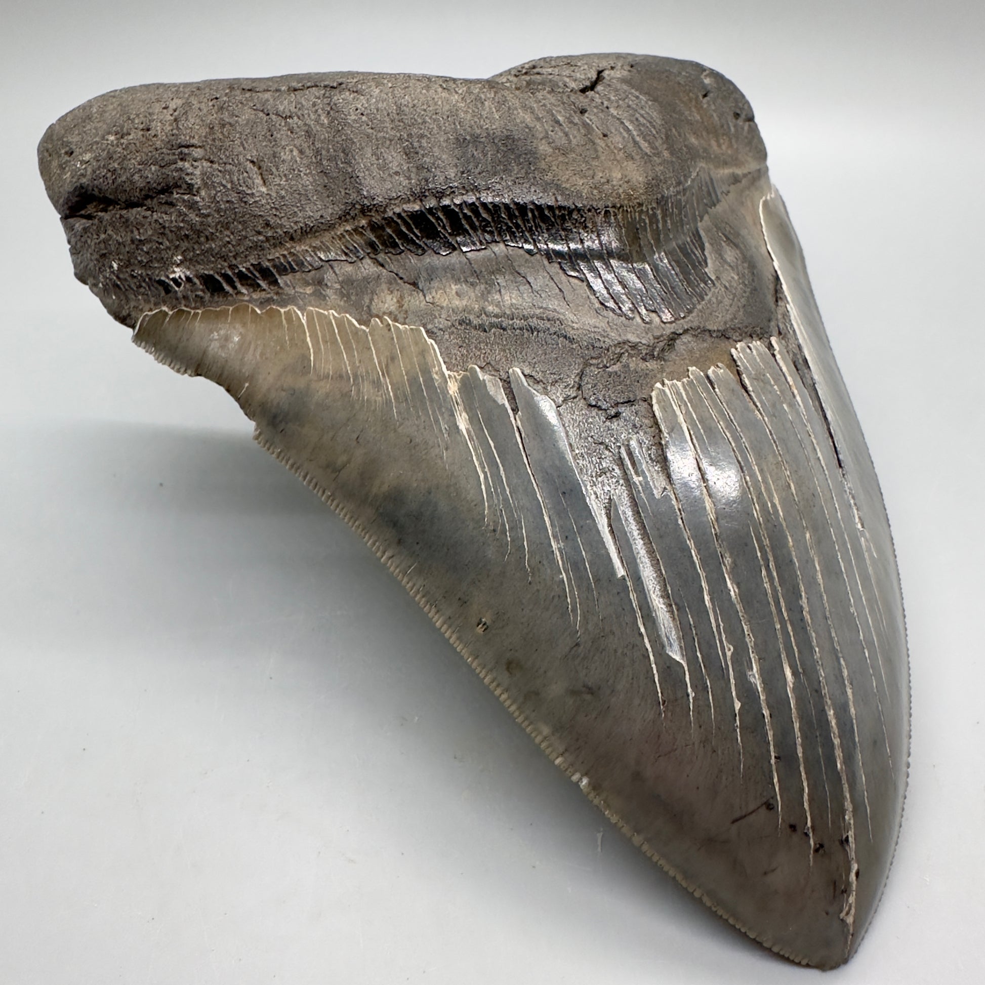 EXTRA LARGE, close to max size, sharply serrated 6.06" Fossil Megalodon Tooth - South Carolina MJ186 megalodojaws.com - Front Left