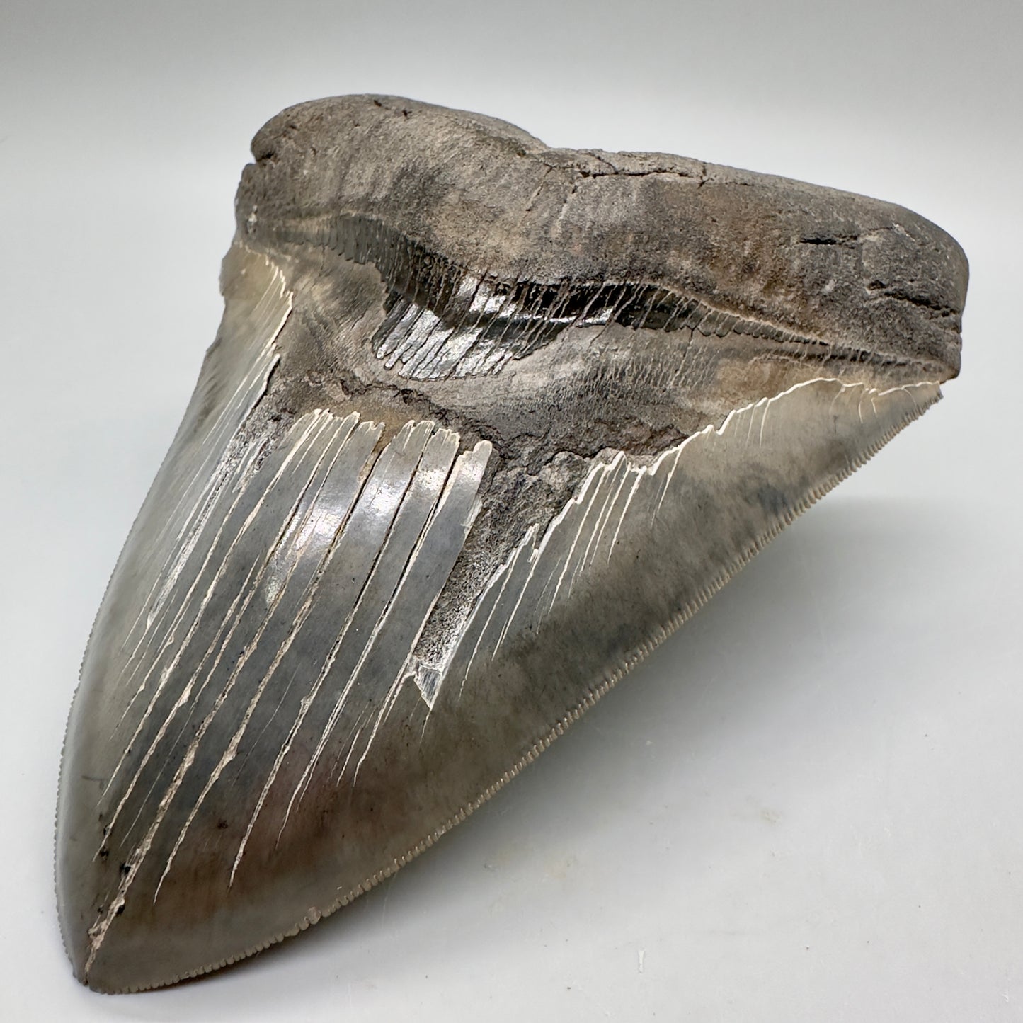 EXTRA LARGE, close to max size, sharply serrated 6.06" Fossil Megalodon Tooth - South Carolina MJ186 megalodojaws.com - Front Right