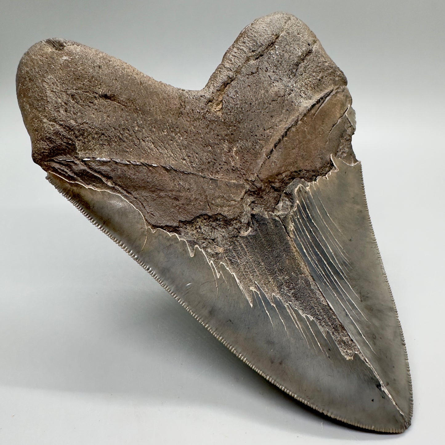 EXTRA LARGE, close to max size, sharply serrated 6.06" Fossil Megalodon Tooth - South Carolina MJ186 megalodojaws.com - Back Left