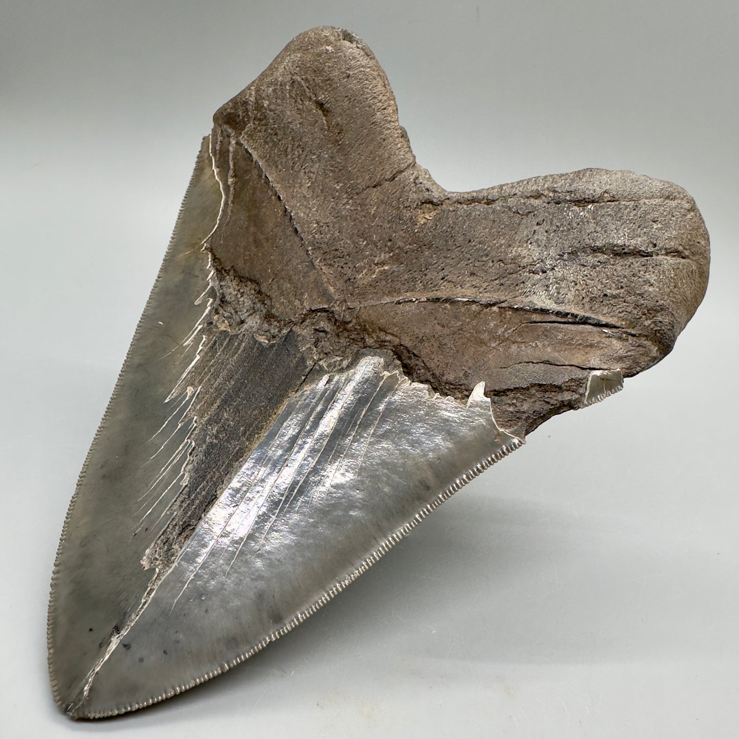 EXTRA LARGE, close to max size, sharply serrated 6.06" Fossil Megalodon Tooth - South Carolina MJ186 megalodojaws.com - Back Right