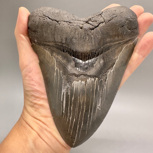 EXTRA LARGE, close to max size, sharply serrated 6.06" Fossil Megalodon Tooth - South Carolina MJ186 megalodojaws.com - Front in hand
