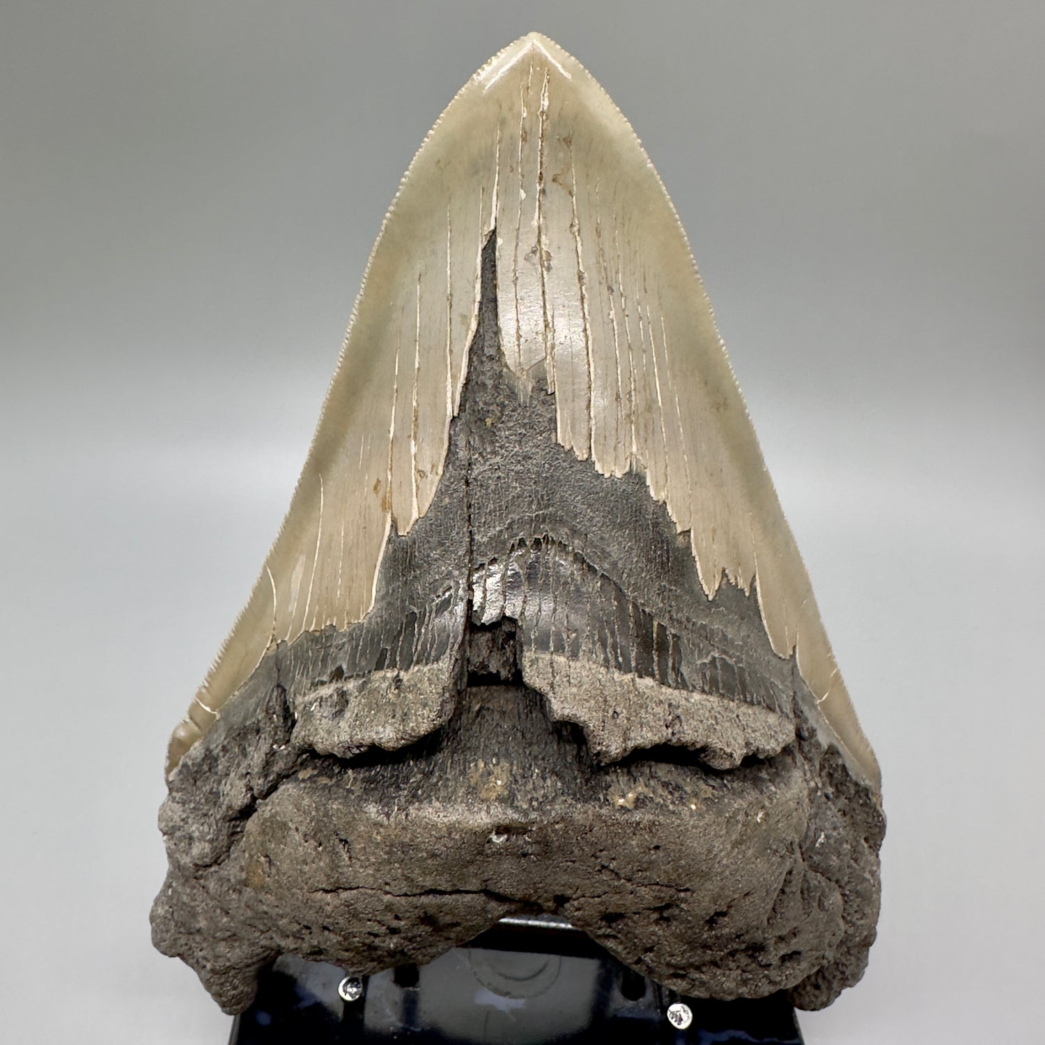 EXTRA LARGE, sharply serrated  6.16" Fossil Megalodon Tooth - Wilmington North Carolina MJ185 megalodonjaws.com - Front
