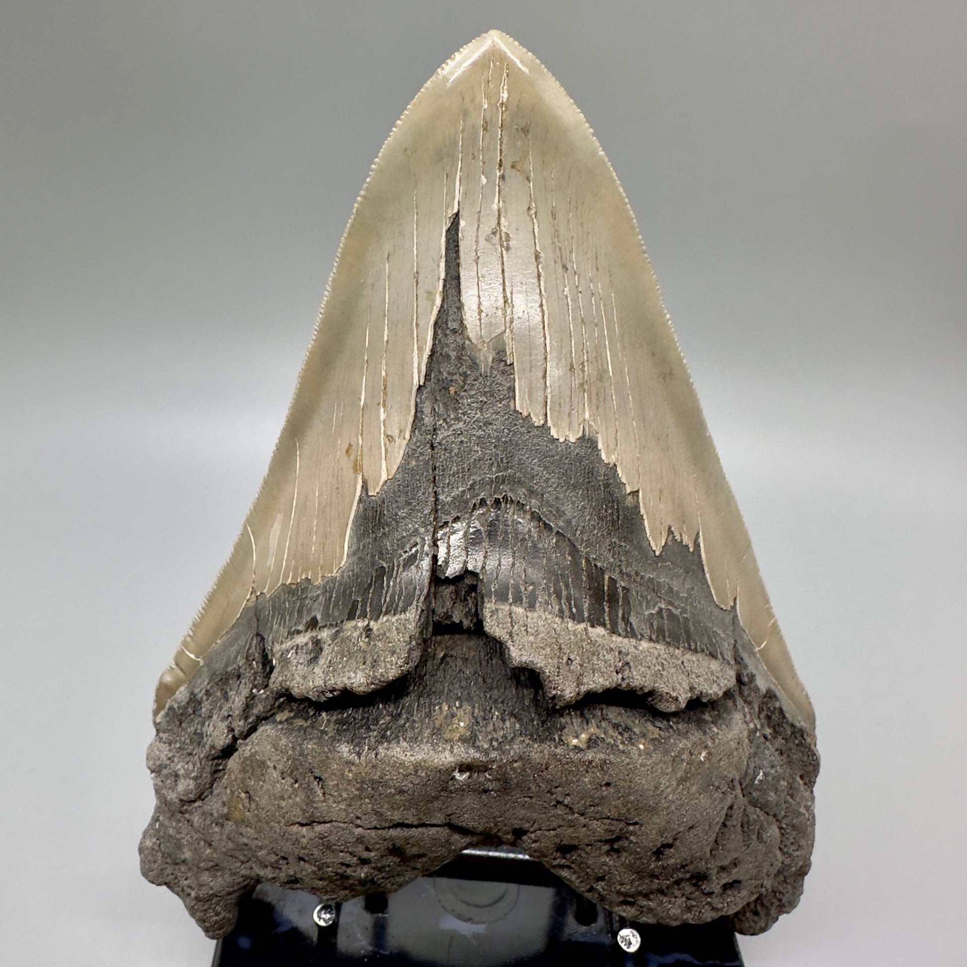 EXTRA LARGE, sharply serrated  6.16" Fossil Megalodon Tooth - Wilmington North Carolina MJ185 megalodonjaws.com - Front