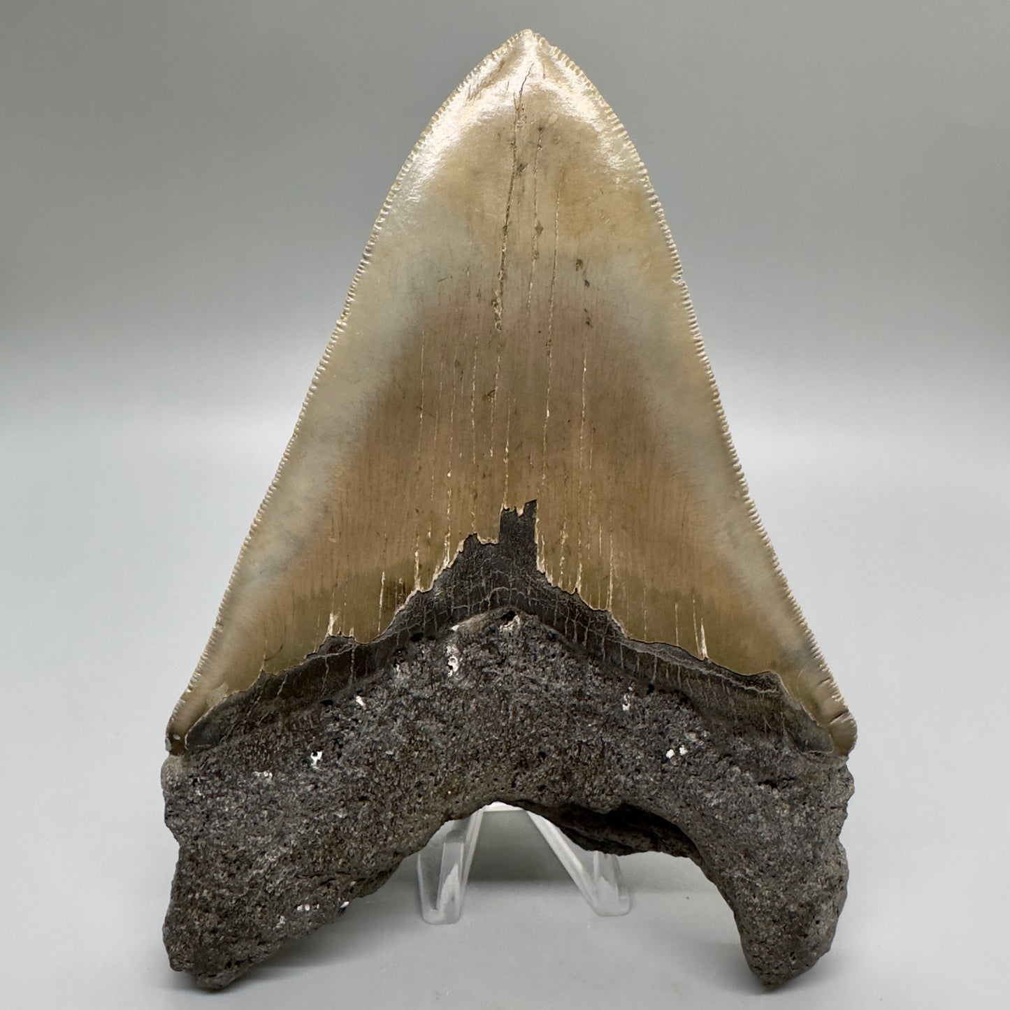 EXTRA LARGE, sharply serrated 6.16" Fossil Megalodon Tooth - Wilmington North Carolina MJ185 megalodonjaws.com - Back