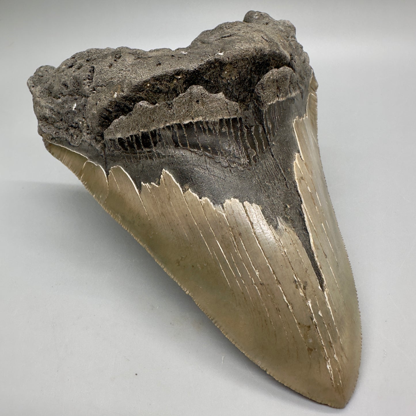 EXTRA LARGE, sharply serrated 6.16" Fossil Megalodon Tooth - Wilmington North Carolina MJ185 megalodonjaws.com - Front Left