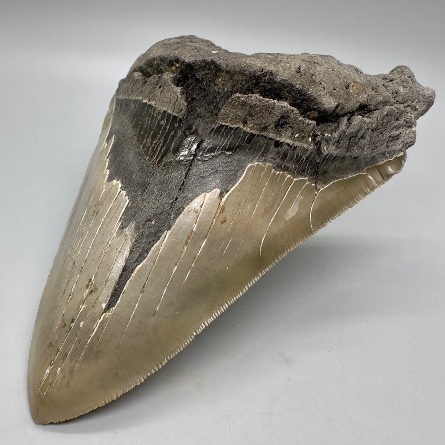 EXTRA LARGE, sharply serrated 6.16" Fossil Megalodon Tooth - Wilmington North Carolina MJ185 megalodonjaws.com - Front Right
