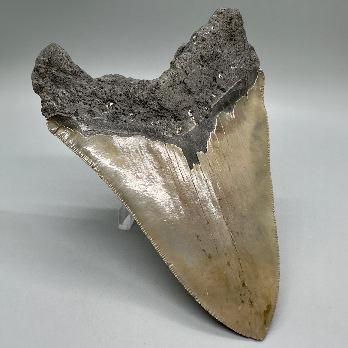 EXTRA LARGE, sharply serrated 6.16" Fossil Megalodon Tooth - Wilmington North Carolina MJ185 megalodonjaws.com - Back Left