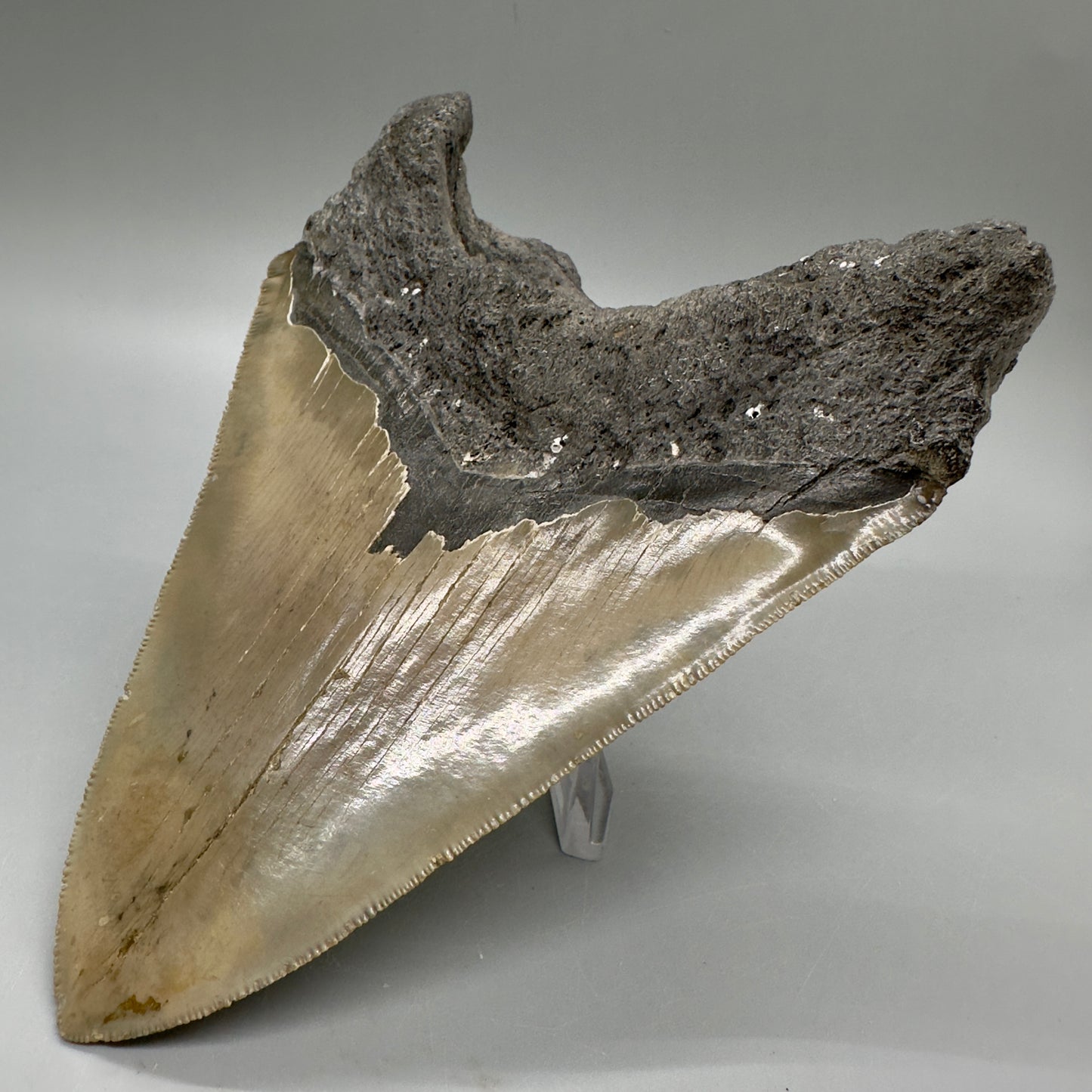 EXTRA LARGE, sharply serrated 6.16" Fossil Megalodon Tooth - Wilmington North Carolina MJ185 megalodonjaws.com - Back Right