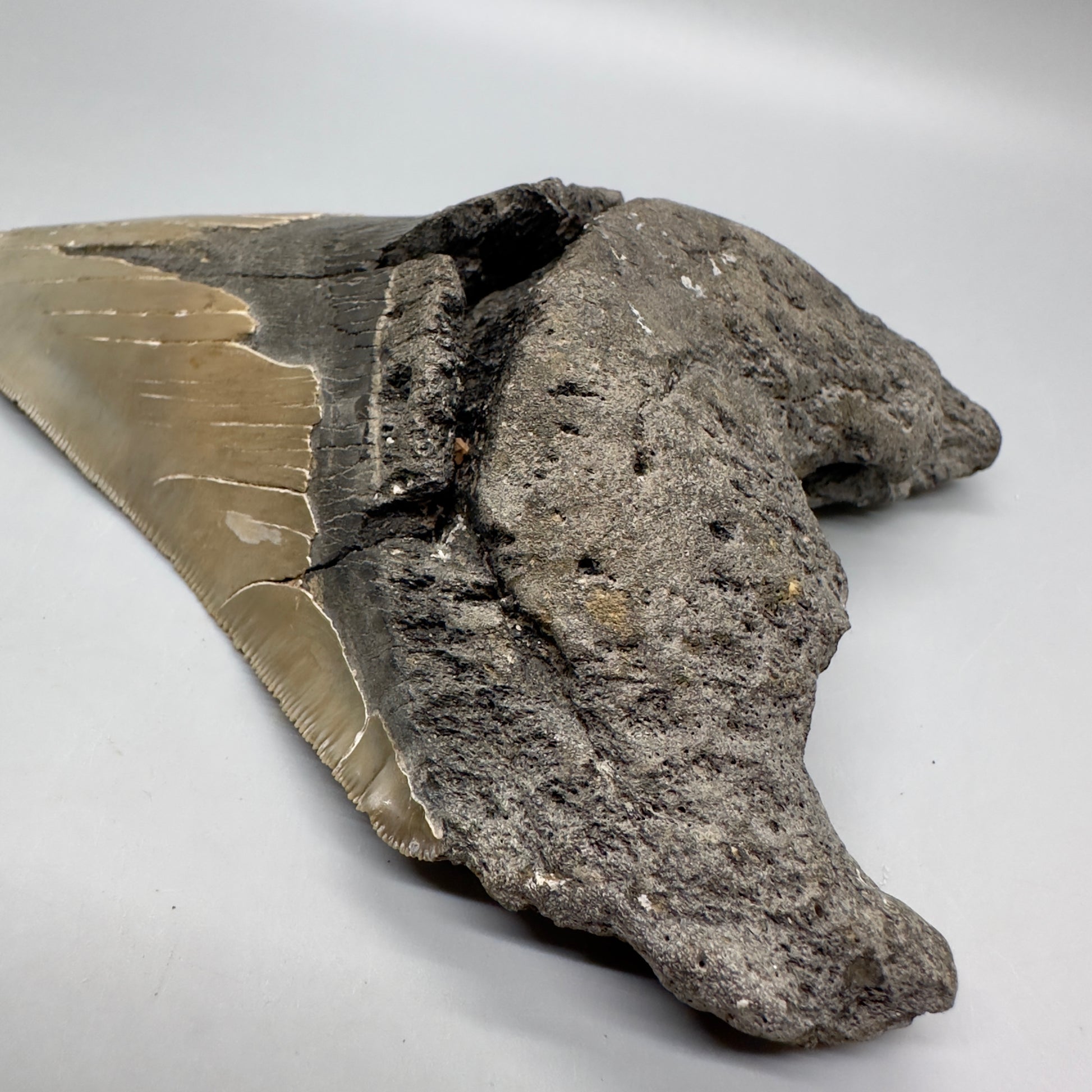 EXTRA LARGE, sharply serrated 6.16" Fossil Megalodon Tooth - Wilmington North Carolina MJ185 megalodonjaws.com - Root detail