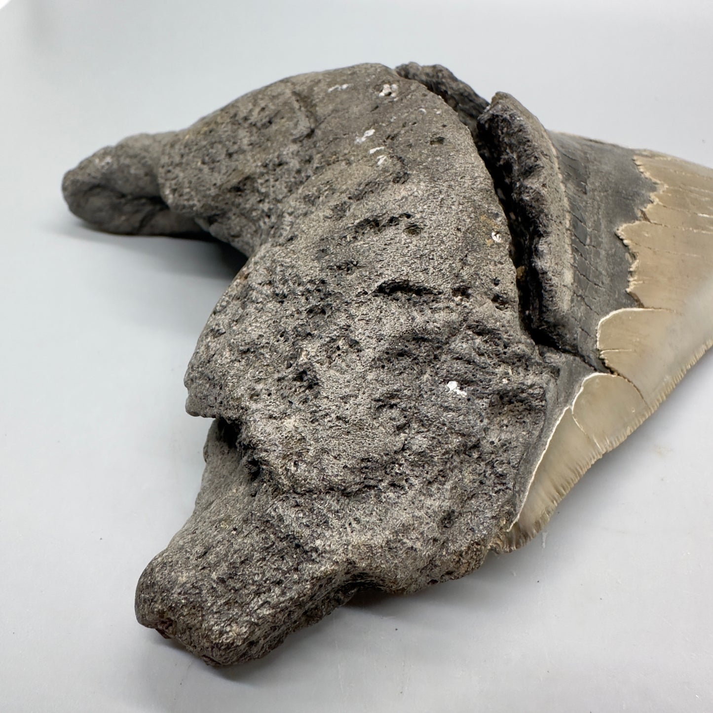 EXTRA LARGE, sharply serrated 6.16" Fossil Megalodon Tooth - Wilmington North Carolina MJ185 megalodonjaws.com - Root detail1