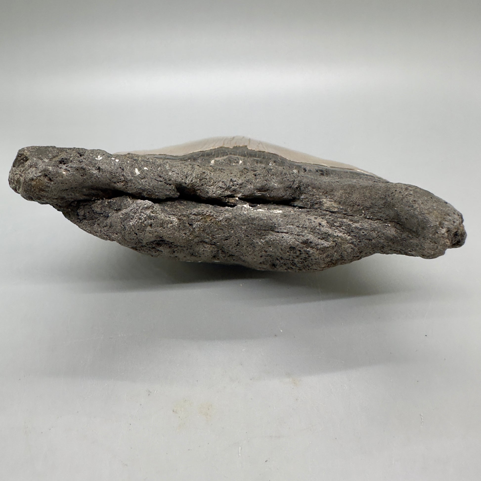 EXTRA LARGE, sharply serrated 6.16" Fossil Megalodon Tooth - Wilmington North Carolina MJ185 megalodonjaws.com - Root detail2