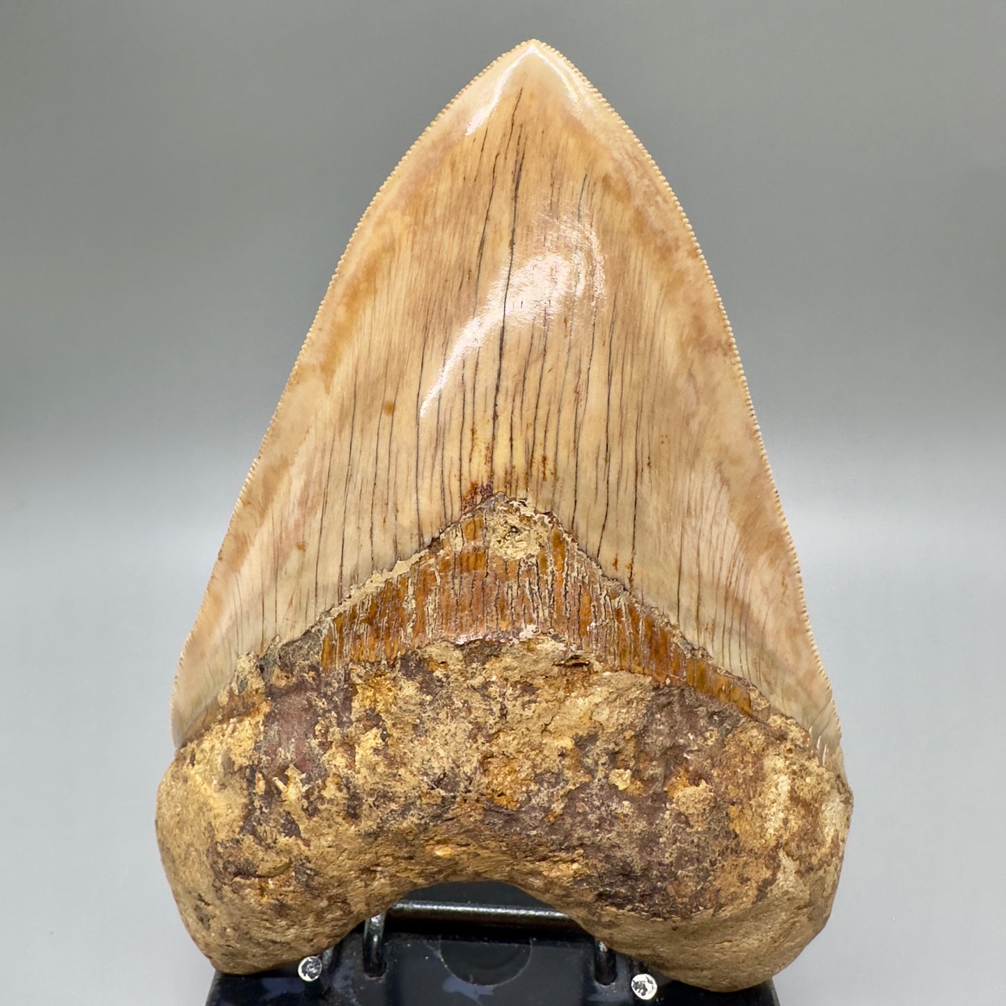 EXTRA LARGE, close to max size, sharply serrated 6.03" Fossil Megalodon Tooth - Indonesia MJ184 megalodonjaws.com - Front