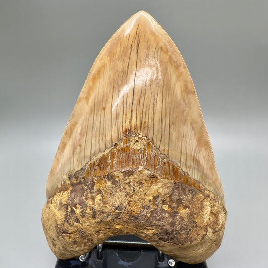 EXTRA LARGE, close to max size, sharply serrated 6.03" Fossil Megalodon Tooth - Indonesia MJ184 megalodonjaws.com - Front