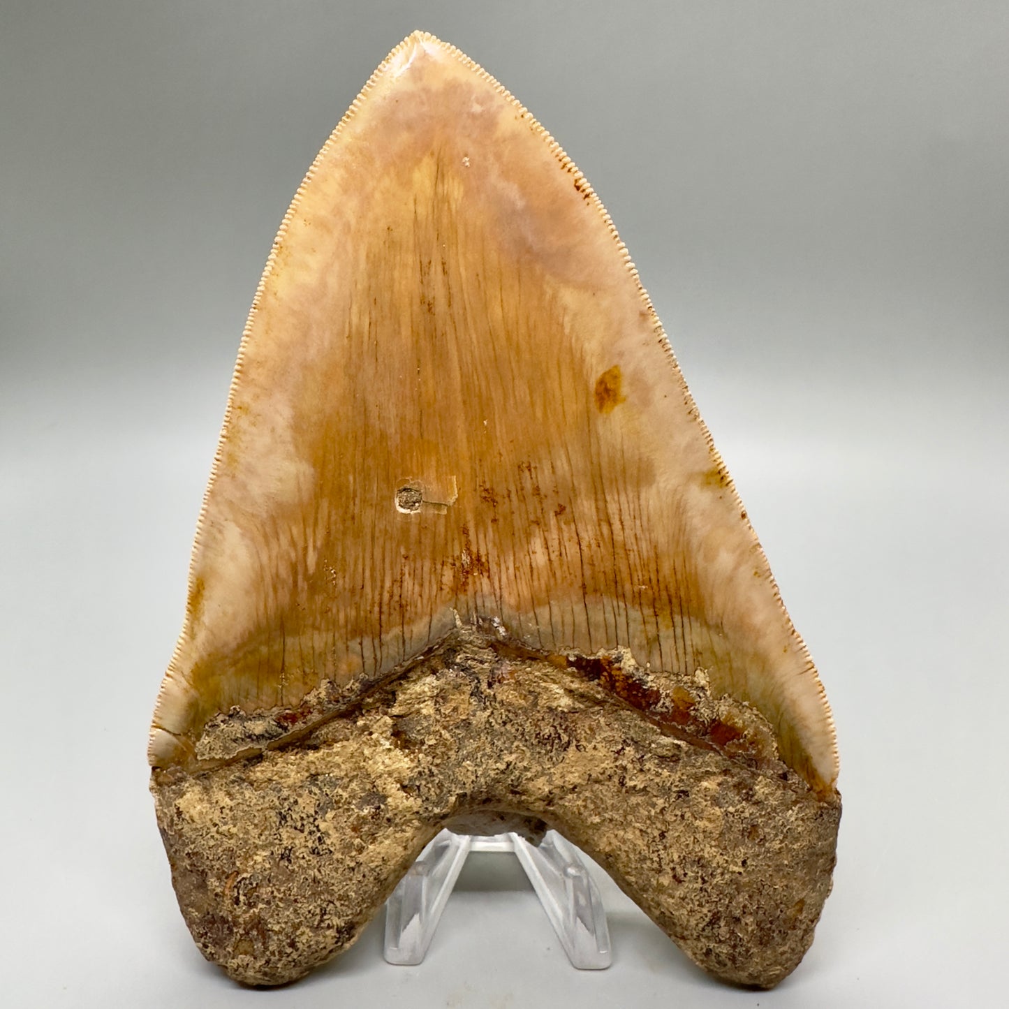 EXTRA LARGE, close to max size, sharply serrated 6.03" Fossil Megalodon Tooth - Indonesia MJ184 megalodonjaws.com - Back 
