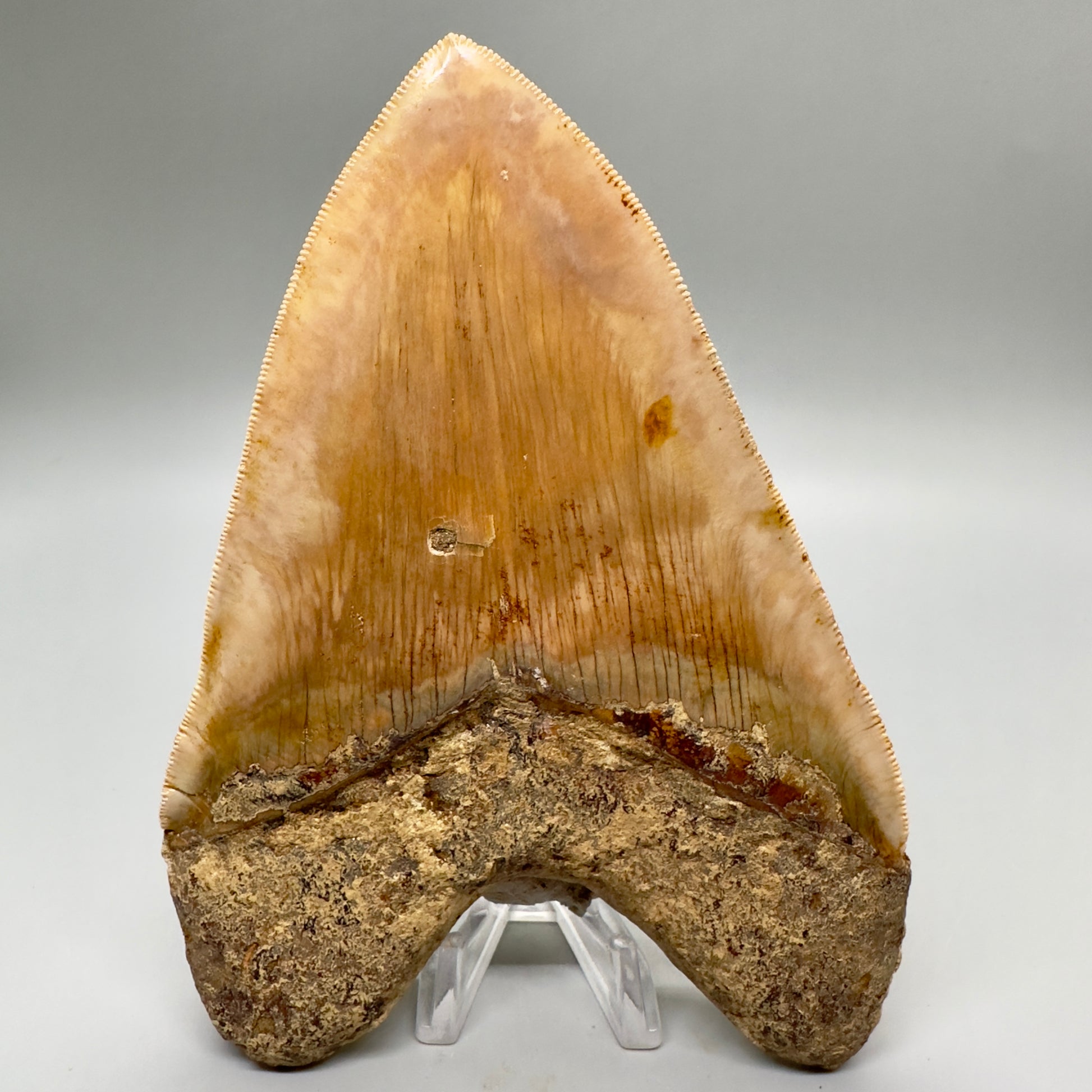 EXTRA LARGE, close to max size, sharply serrated 6.03" Fossil Megalodon Tooth - Indonesia MJ184 megalodonjaws.com - Back 