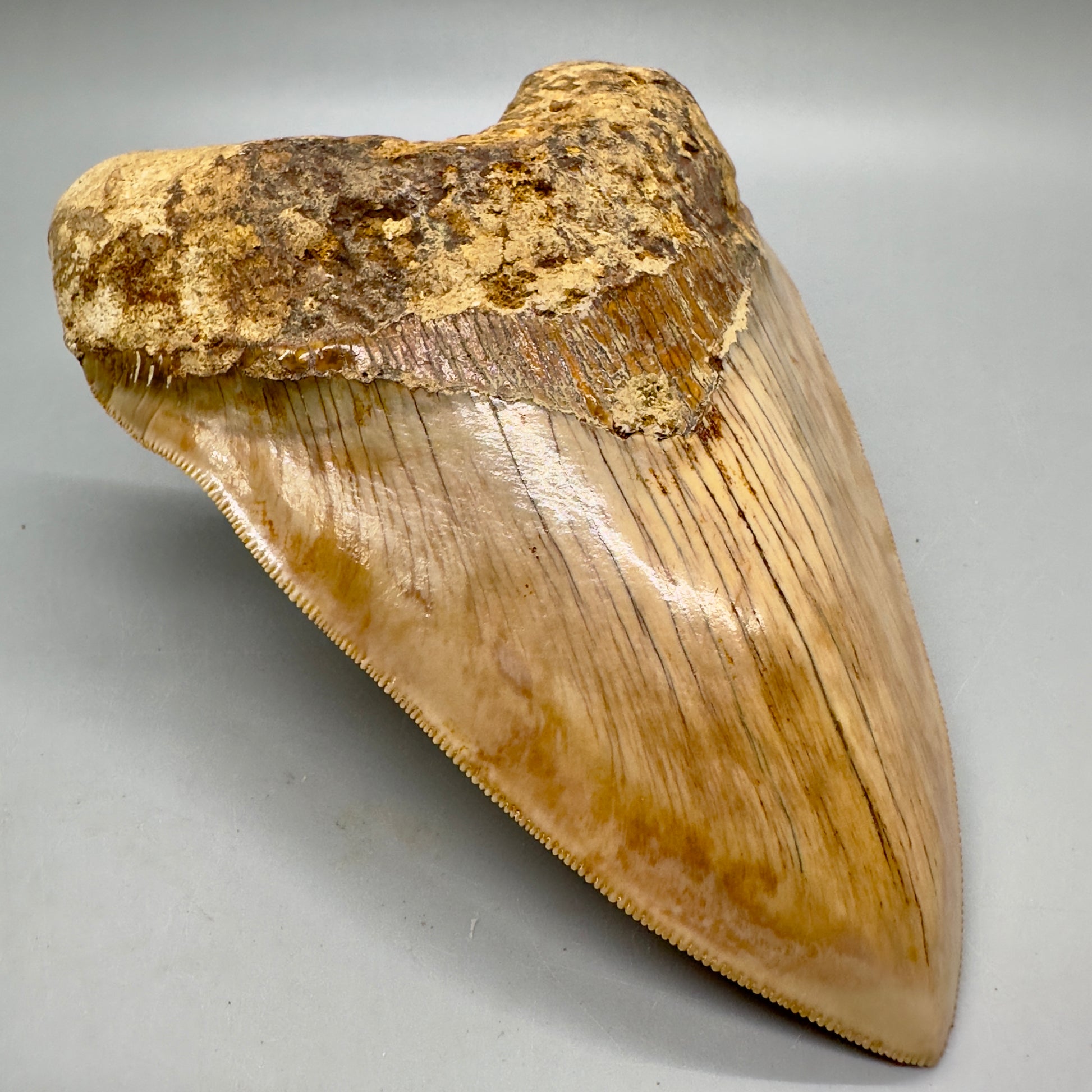 EXTRA LARGE, close to max size, sharply serrated 6.03" Fossil Megalodon Tooth - Indonesia MJ184 megalodonjaws.com - Front Left