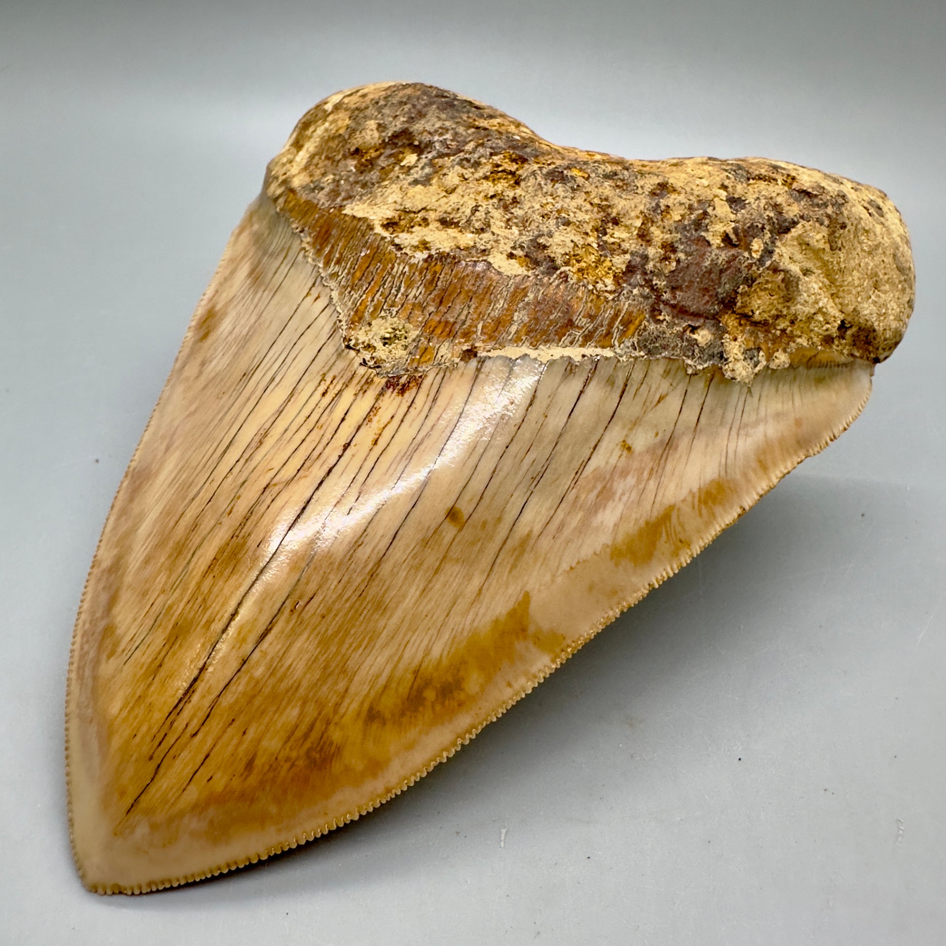 EXTRA LARGE, close to max size, sharply serrated 6.03" Fossil Megalodon Tooth - Indonesia MJ184 megalodonjaws.com - Front Right