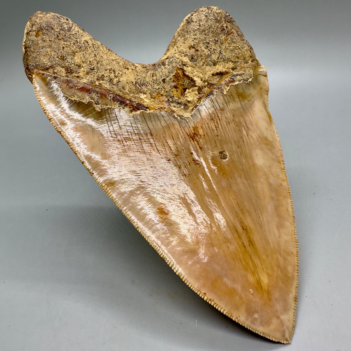 EXTRA LARGE, close to max size, sharply serrated 6.03" Fossil Megalodon Tooth - Indonesia MJ184 megalodonjaws.com - Back Left