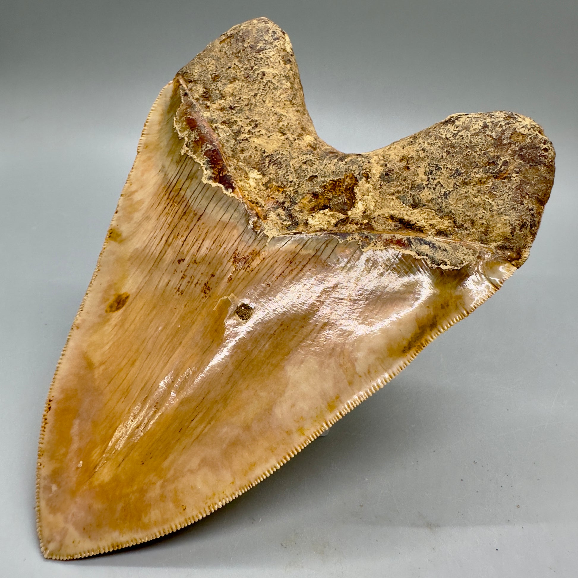 EXTRA LARGE, close to max size, sharply serrated 6.03" Fossil Megalodon Tooth - Indonesia MJ184 megalodonjaws.com - Back Right