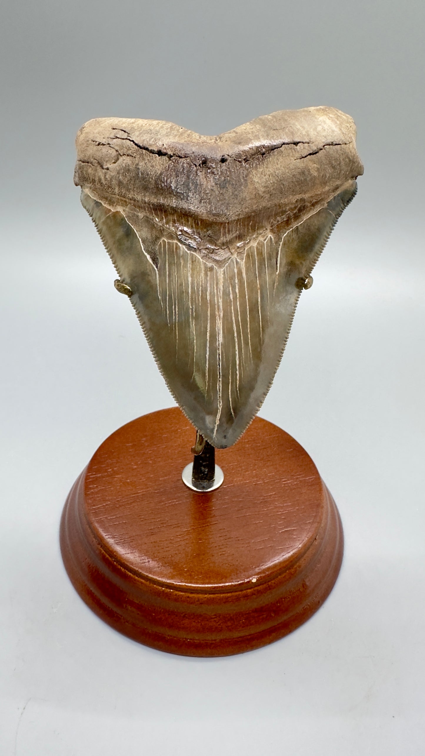Fossil Megalodon Tooth Stand For Small and Medium Size under 4.5" long