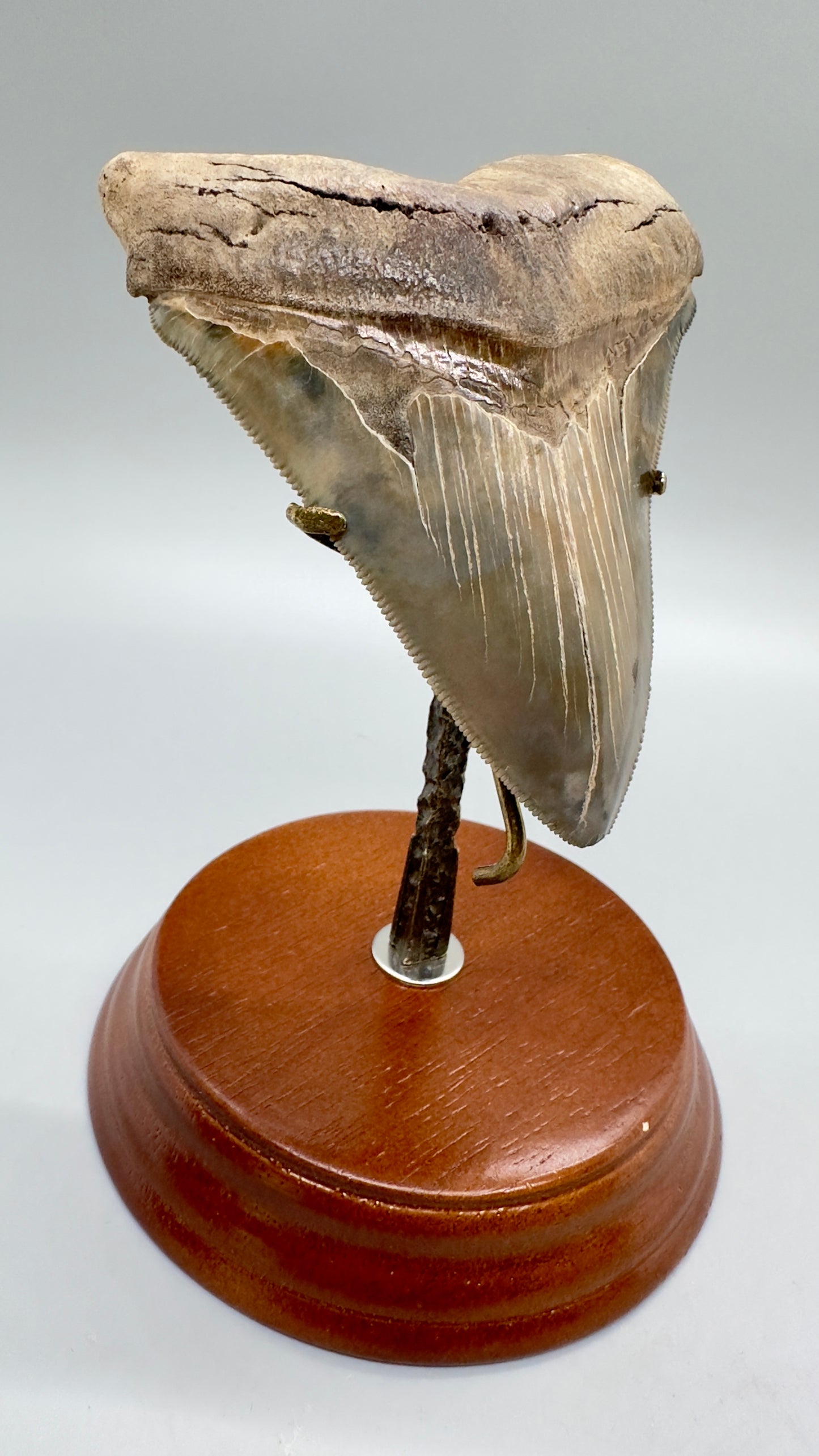 Fossil Megalodon Tooth Stand For Small and Medium Size under 4.5" long