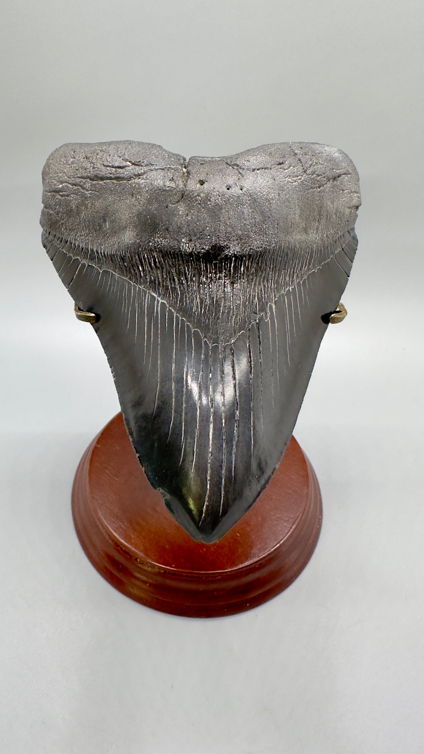 Premium Megalodon Tooth Stand for 4.5" - 7" | Metal & Wood Display