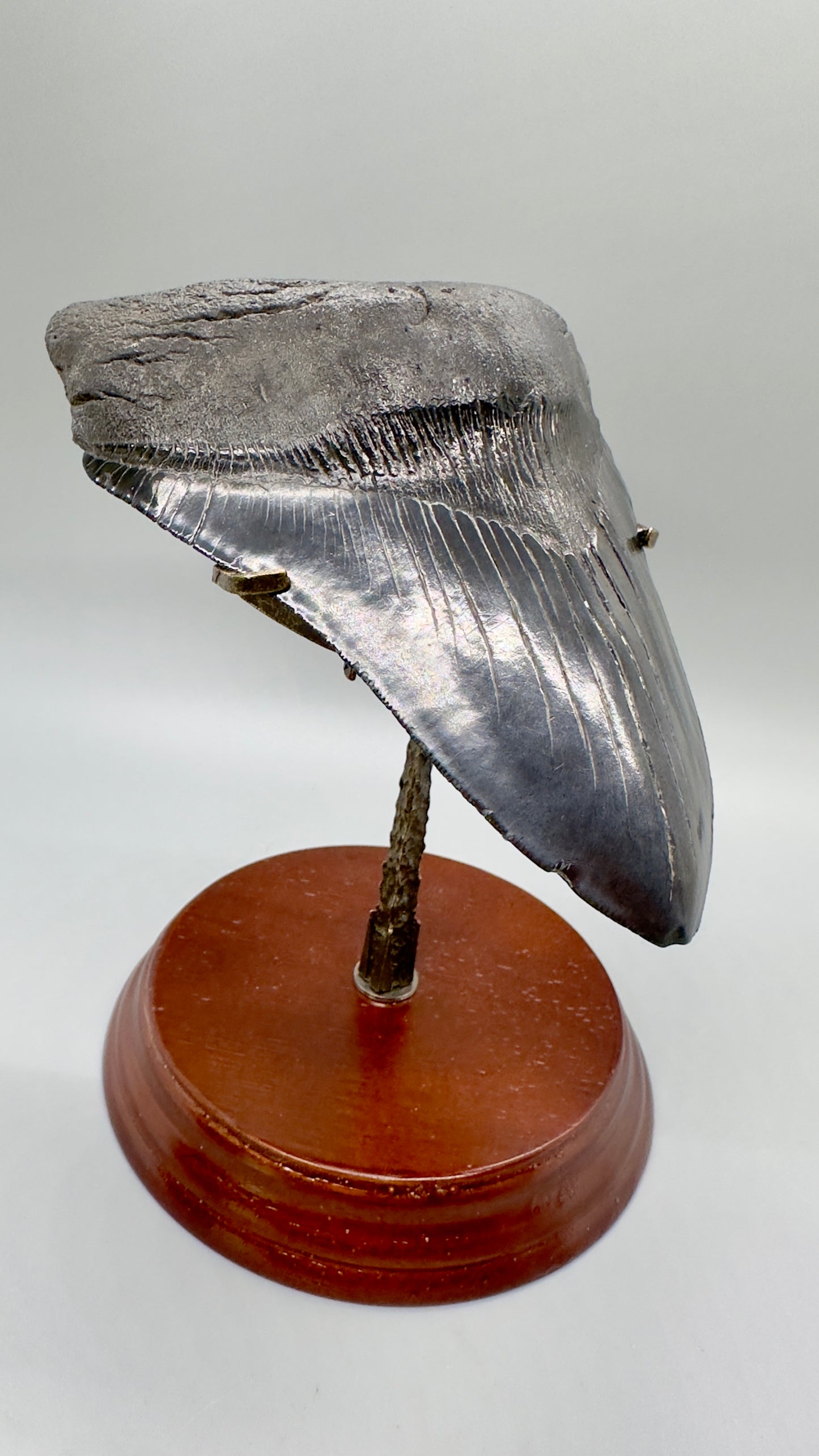 Premium Megalodon Tooth Stand for 4.5" - 7" | Metal & Wood Display
