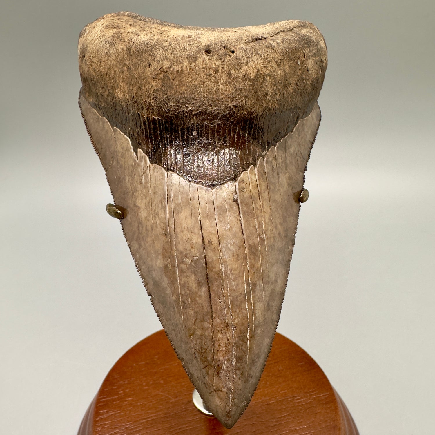 Amazing prints, lower 4.61" Fossil Megalodon Tooth from Georgia MJ188 - Front